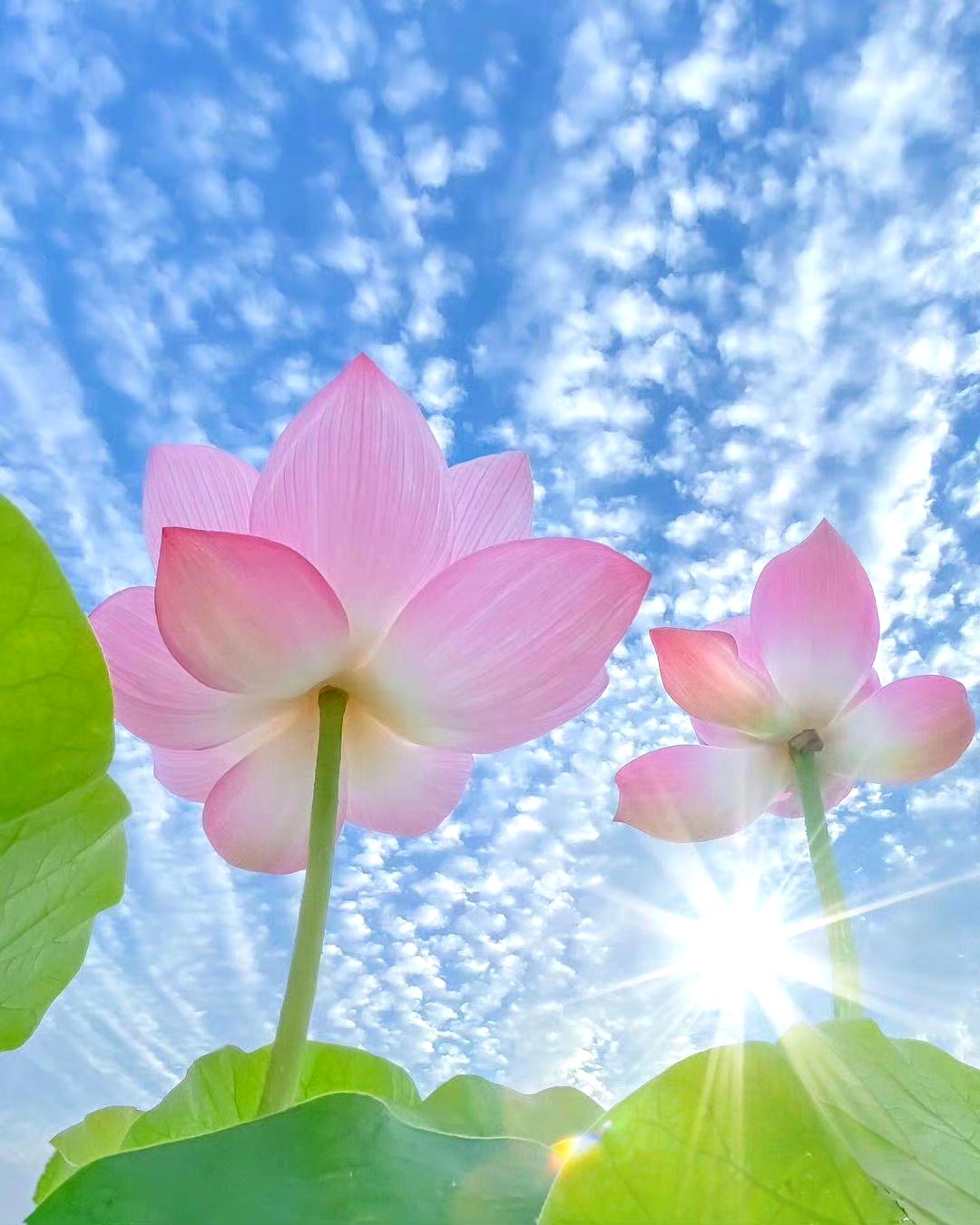 好运莲莲 见者好运 676767