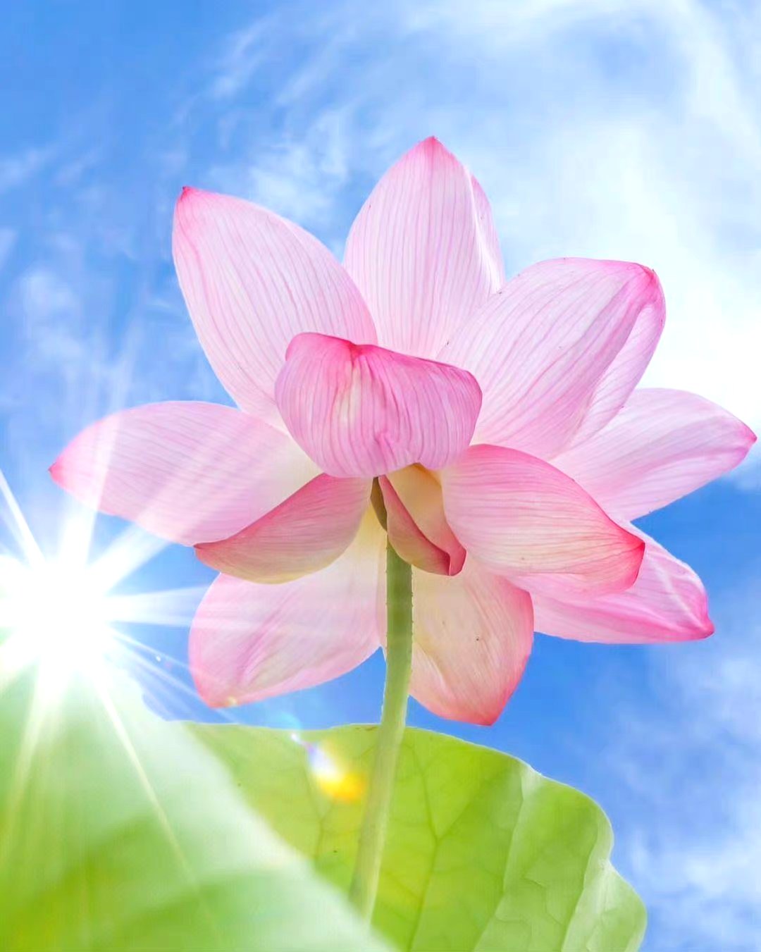 好运莲莲 见者好运 676767