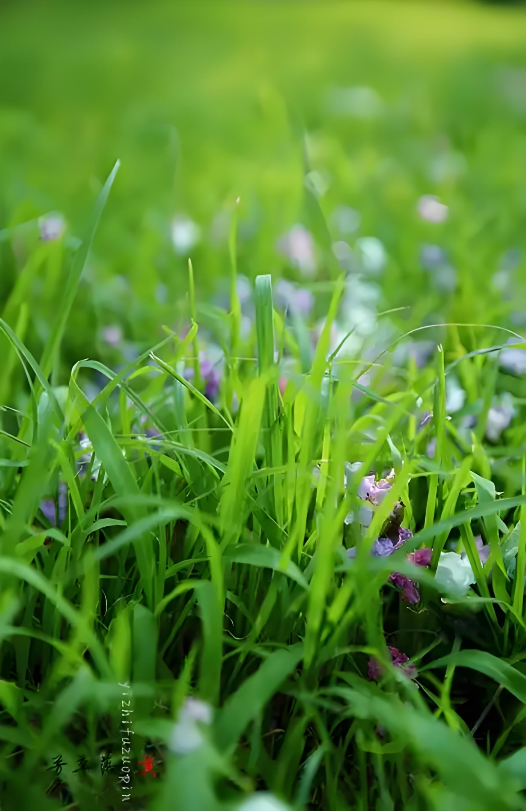 昨日逢君处,青青草欲迷. #百度人间好诗词