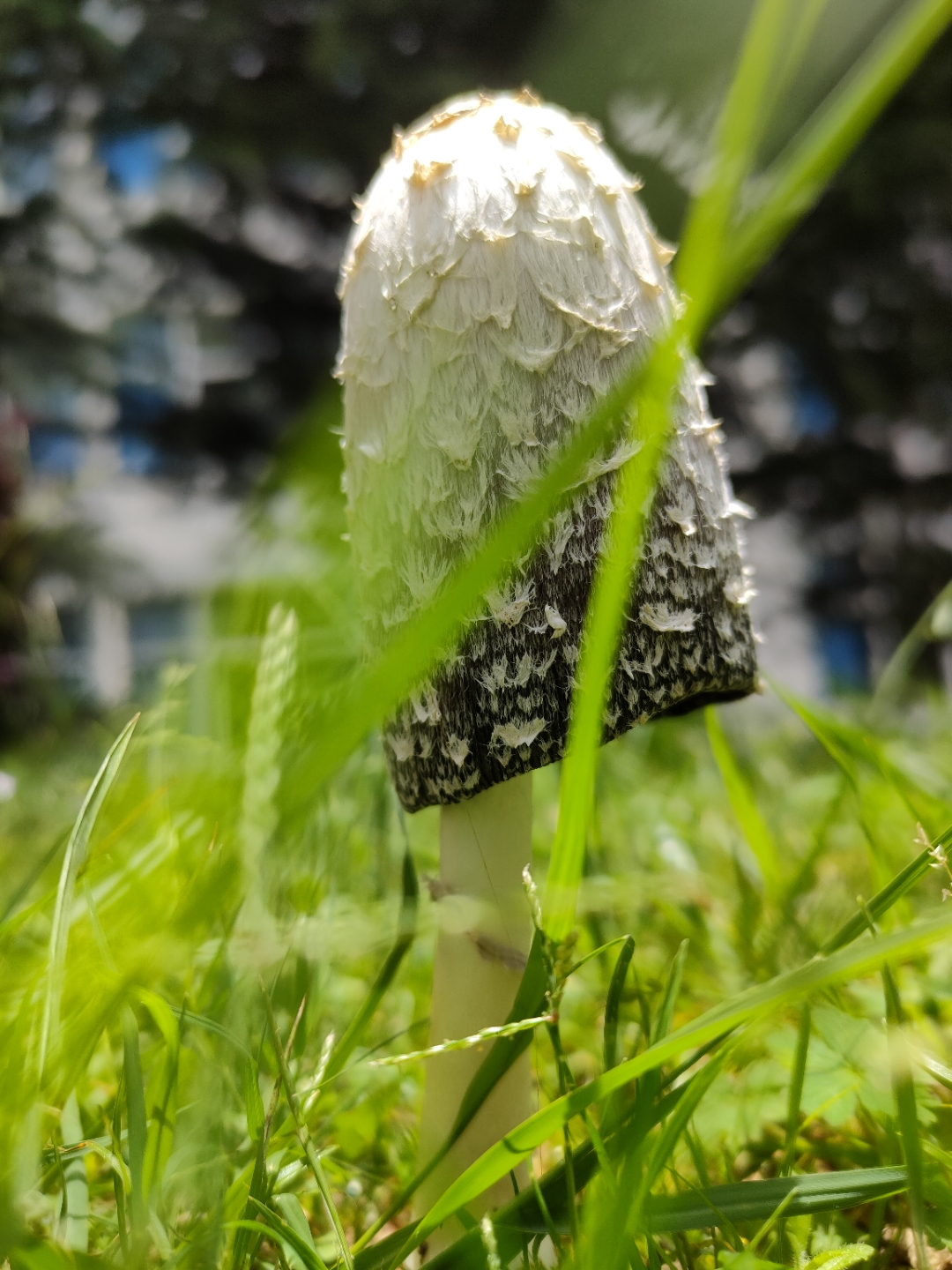 查了资料,说这种菇叫毛头鬼伞,又命鸡腿菇.