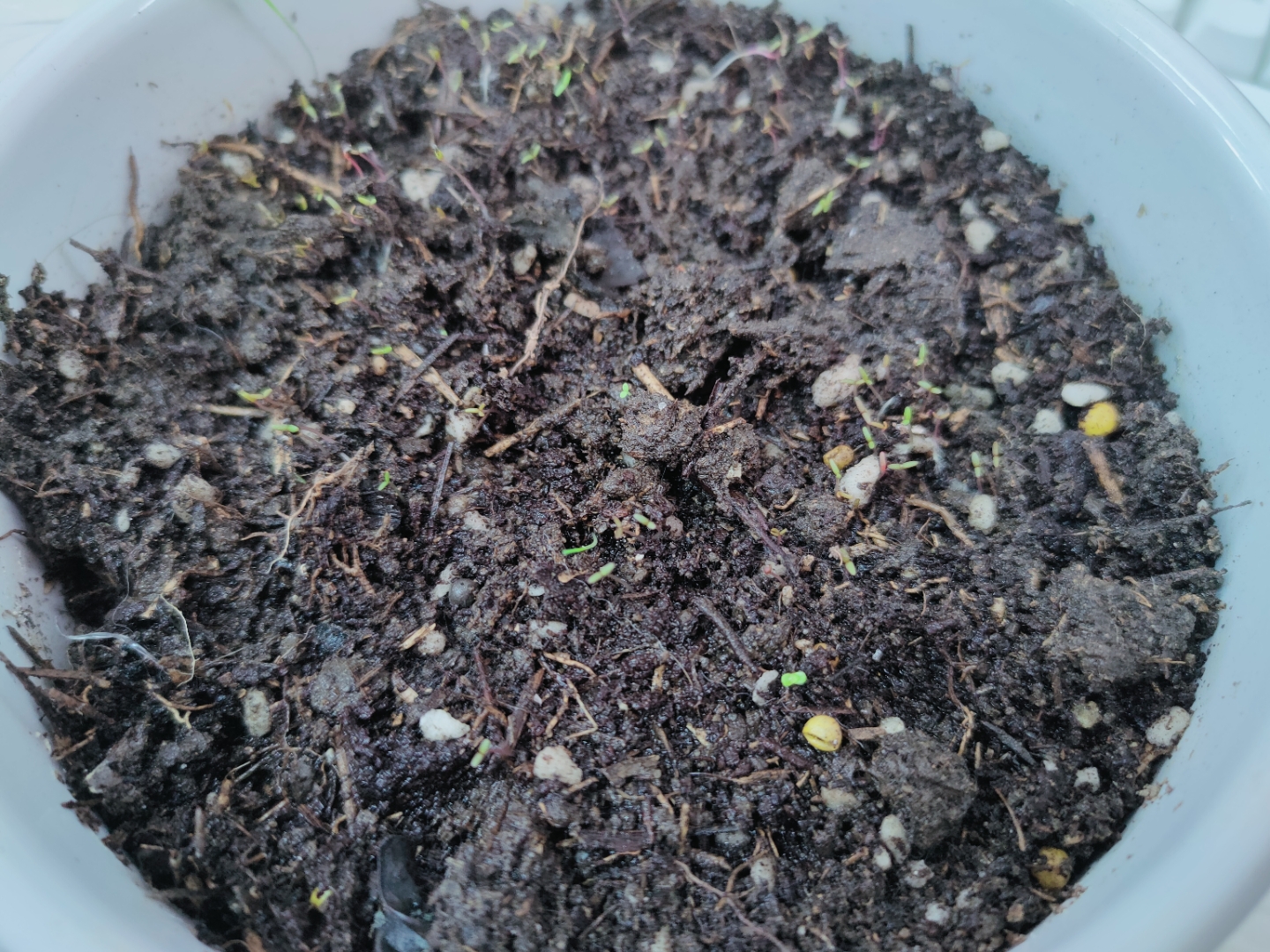 太阳花种植过程记录太阳花种植过程图片太阳花种植白色盆刚种下的太阳