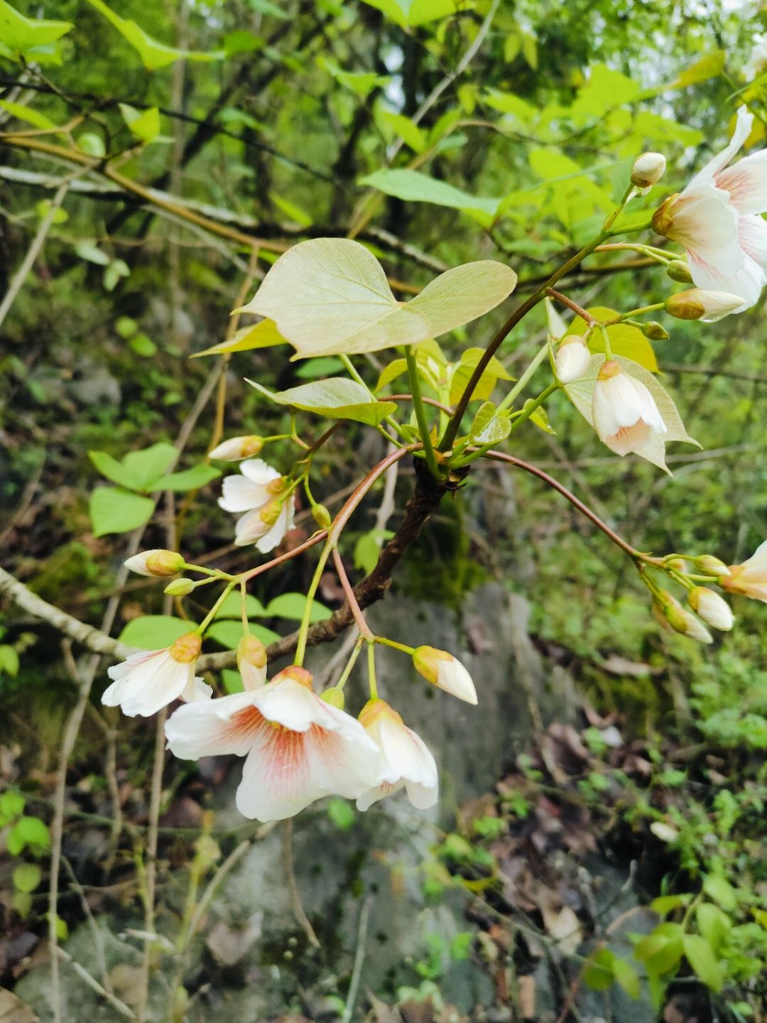 清明前后