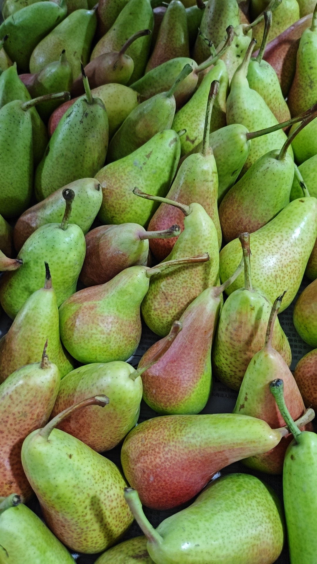 辽宁大连特产鸭梨(线梨)一根线梨#农村生活# #我要上热门