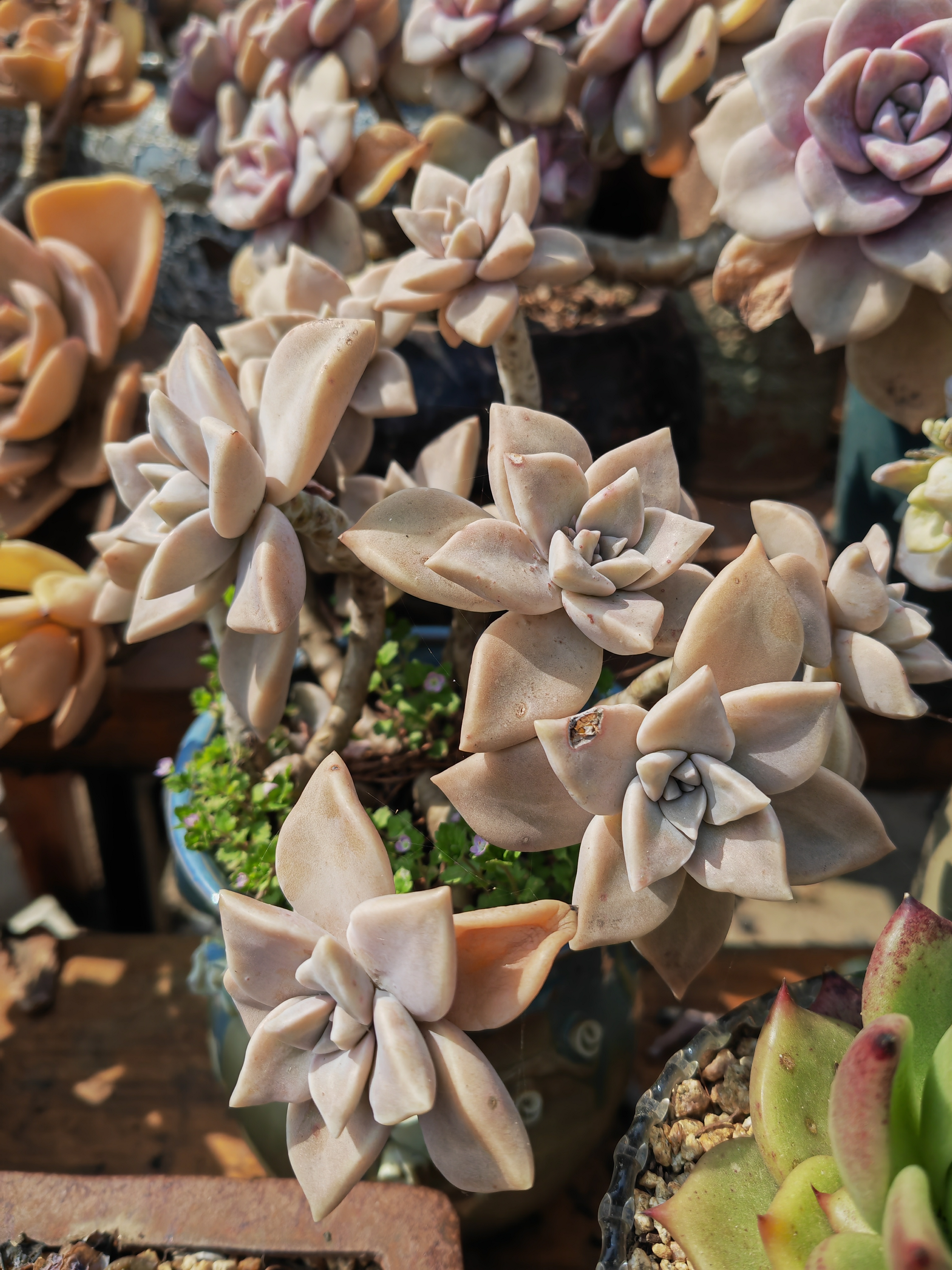 珑月,也有叫韩彩莲的,超皮实好养的一款多肉,我无法形容它具体属于哪