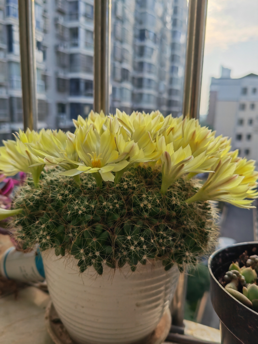 金星每年这个时候都会如期绽放,只是今年的花要比往年多,应该放在东边