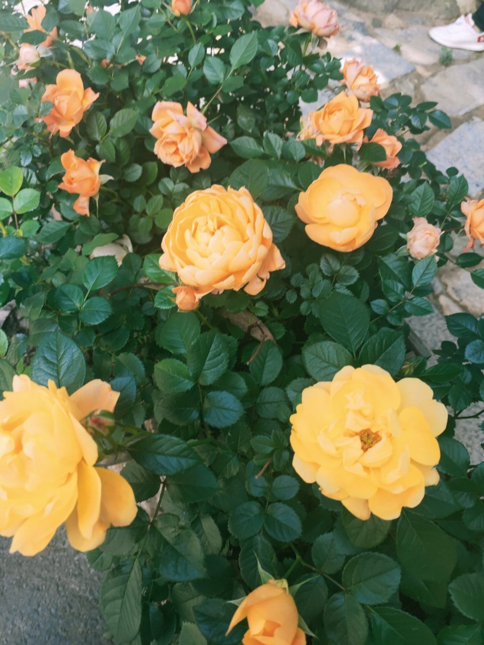 《插翅难飞》 作者:阿陶陶 简介:娇软美人×金三角阴狠少年 美丽少女