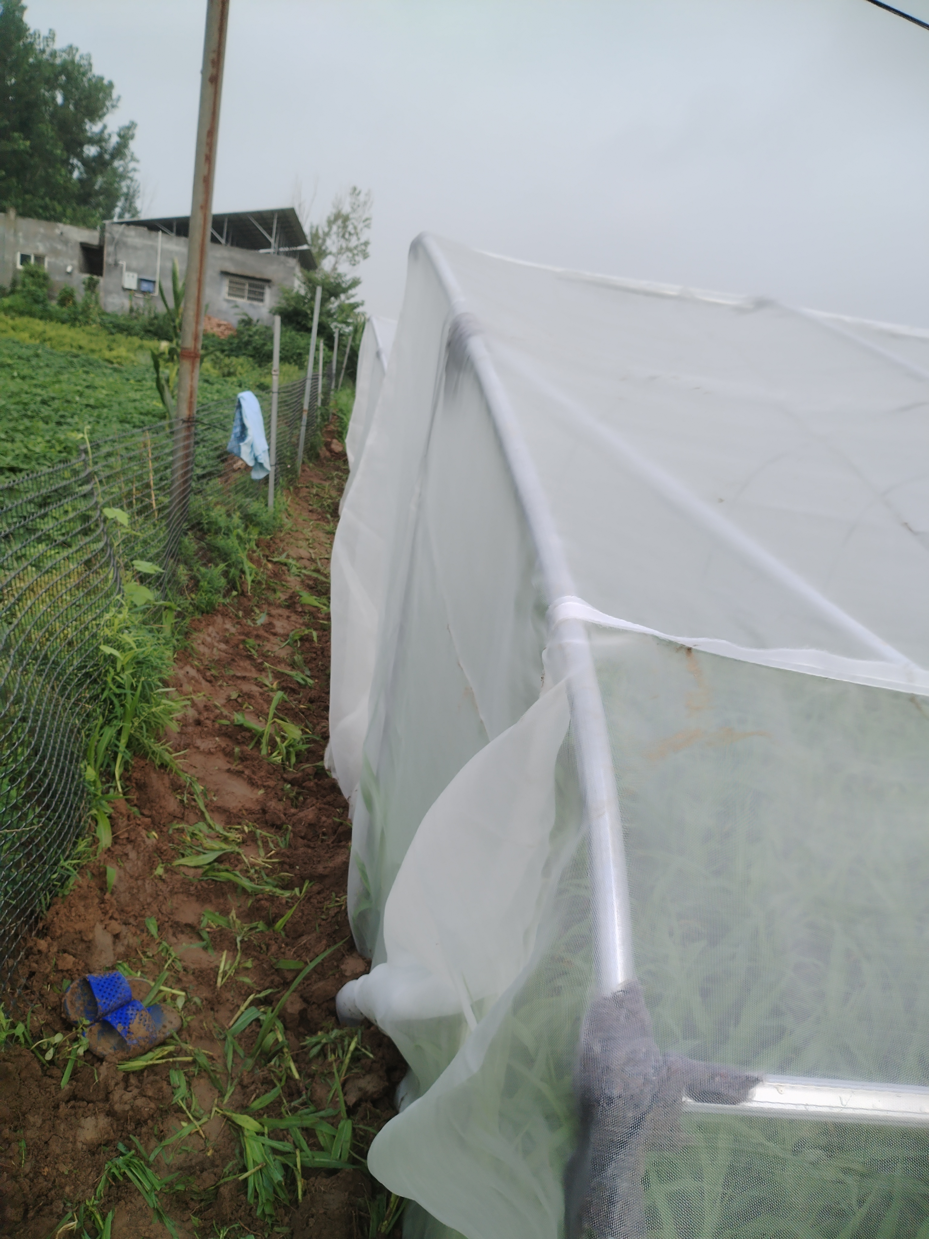 记录回乡创业的点滴.蝈蝈养殖实验棚38℃高温下建成