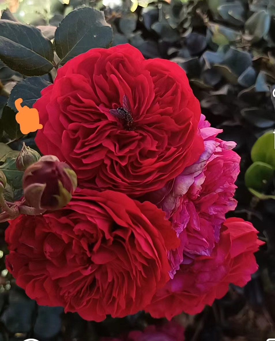 红色山茶花的花语图片