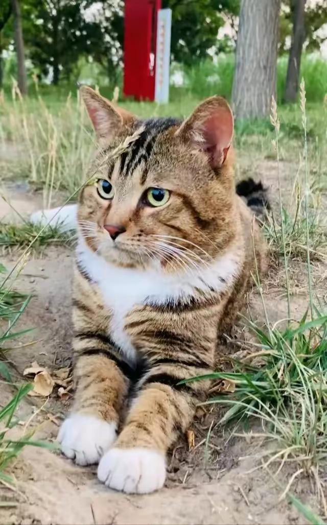 猫虎乐享阳光,自由漫步于林间,野性魅力尽显无遗