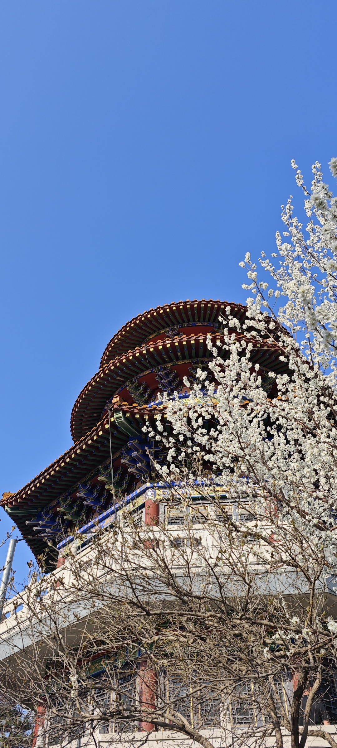 随手拍春天#长春劳动公园