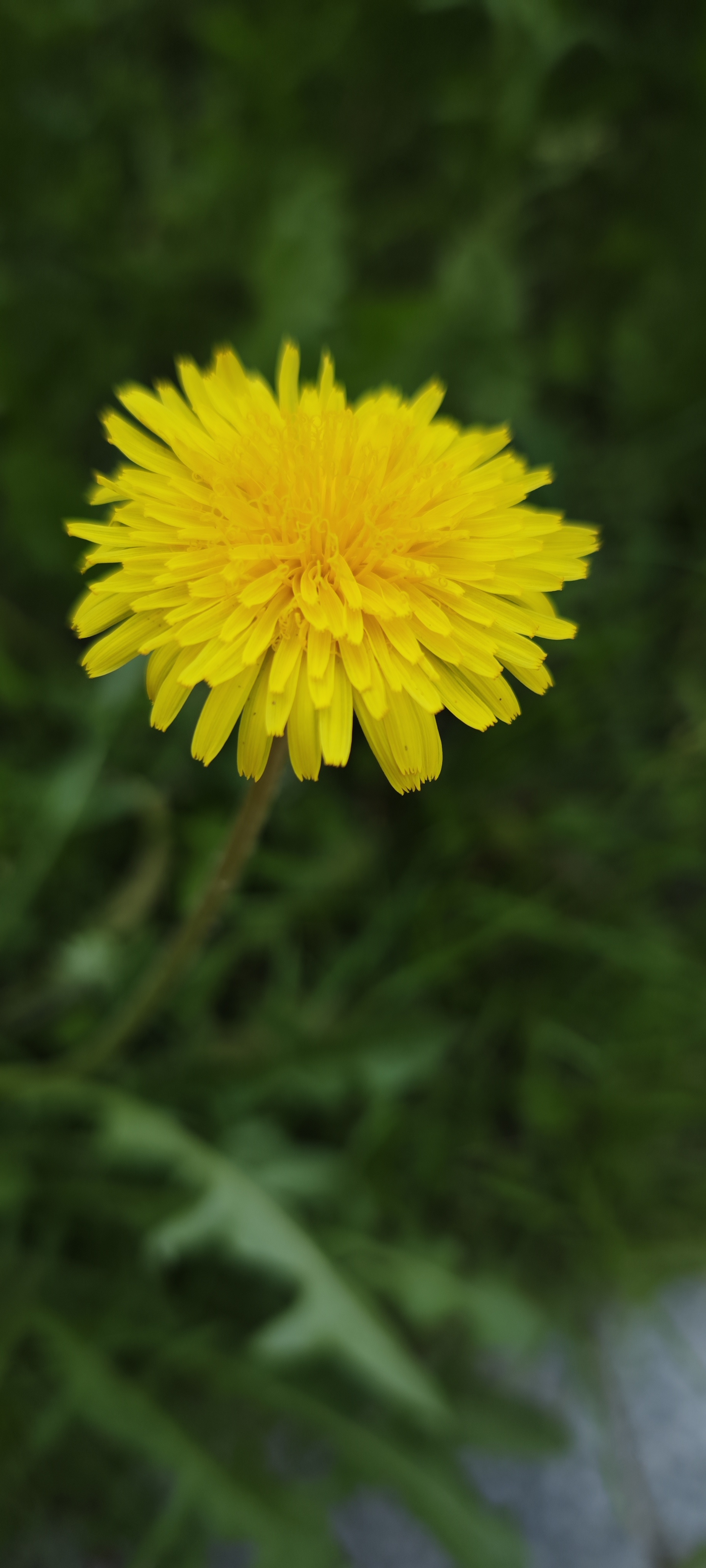 夏日小花 夏风轻拂绿叶间, 小花摇曳舞翩跹