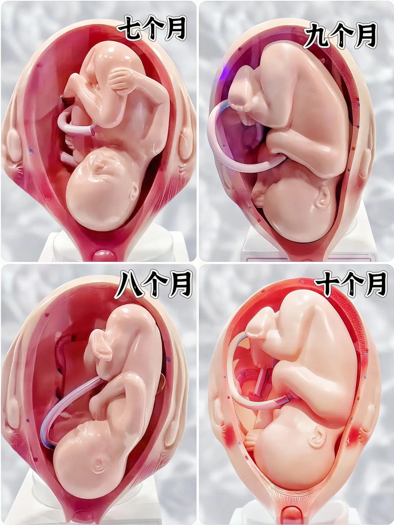 怀孕10个月全过程 直观宝宝在妈妈肚子里每个月的变化 真的好神奇