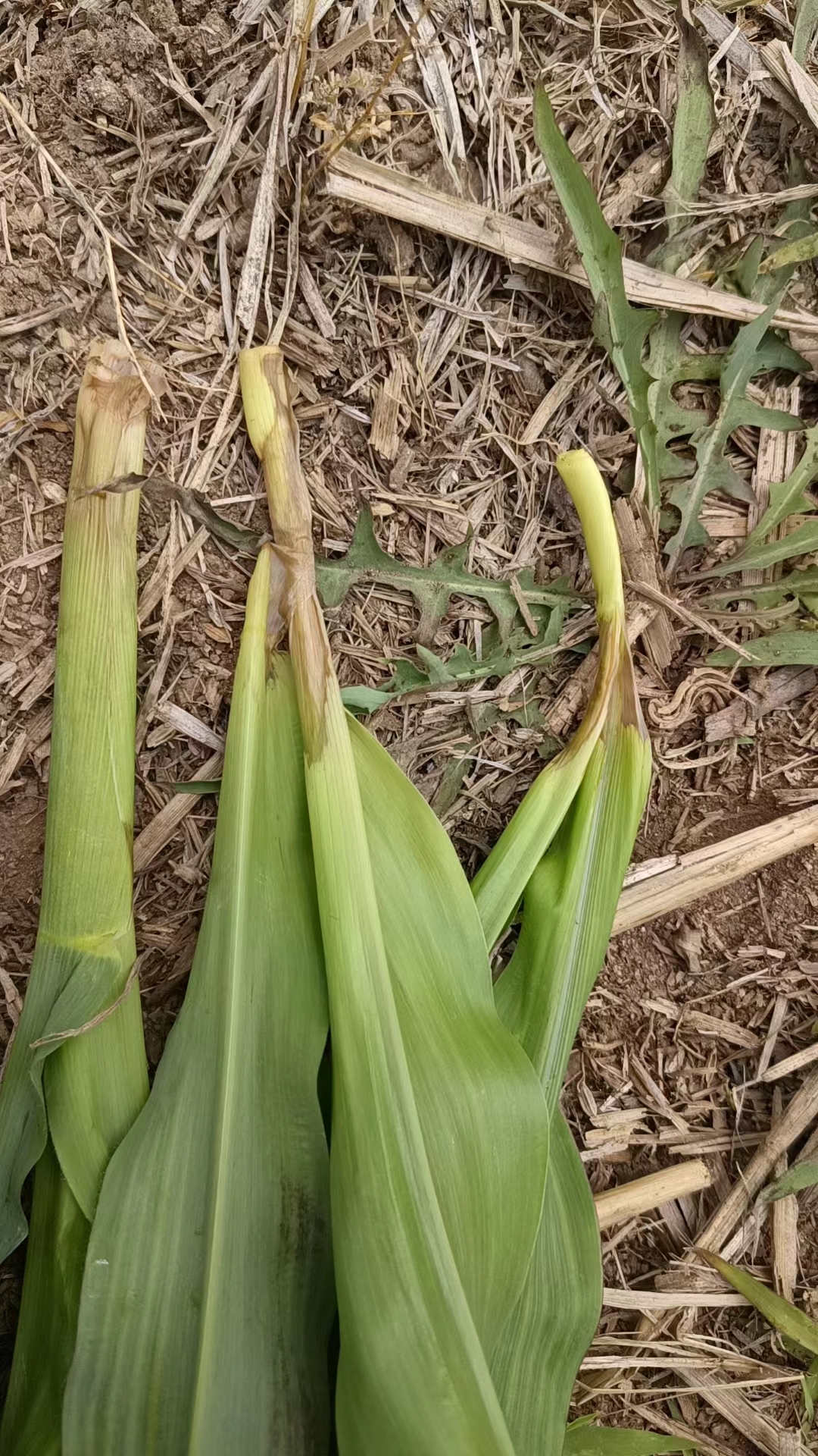 玉米茎基腐病 低温容易染丝核菌型茎基腐病,打恶霉灵防治吧