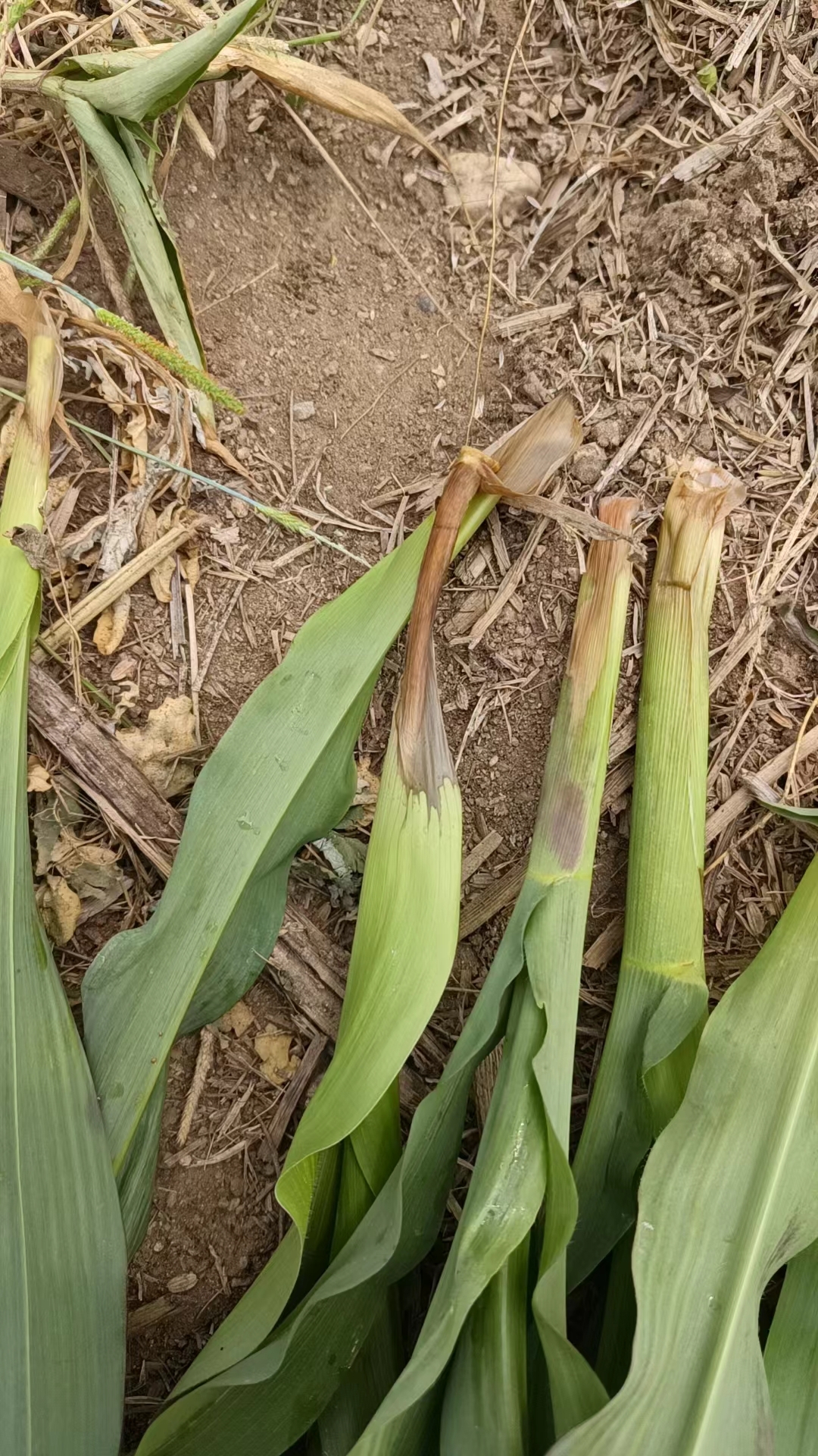 玉米茎基腐病 低温容易染丝核菌型茎基腐病,打恶霉灵防治吧