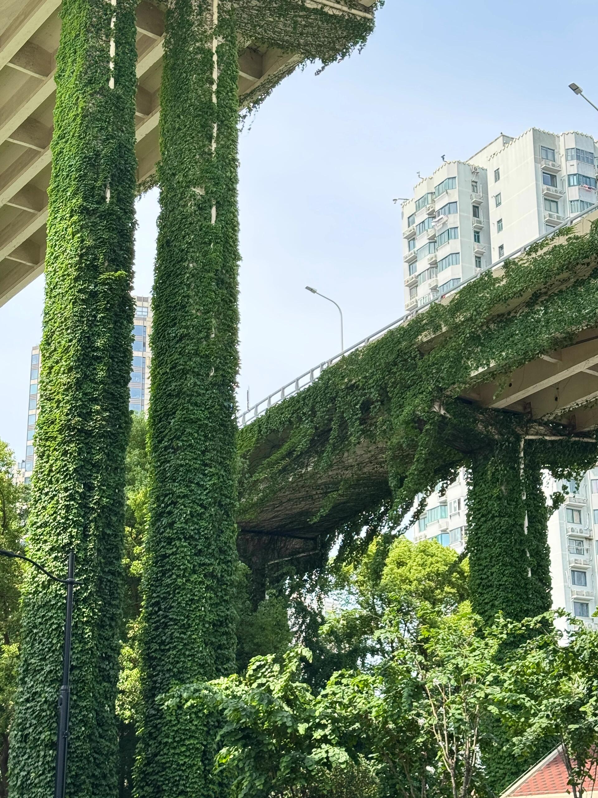 植物肆意地爬满了高架,远远看去,就像城市里突然长出了一片郁郁葱葱的