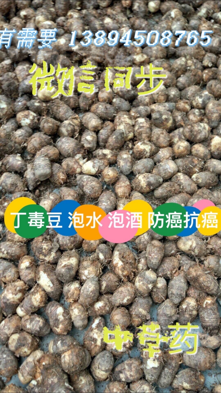 丁毒豆 独角莲 自己家种的 有抗菌 抗病毒 防癌抗癌作用