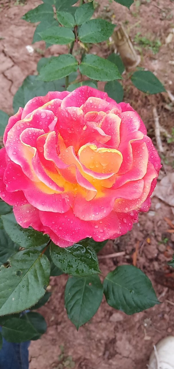 电子表月季花每天一个颜色