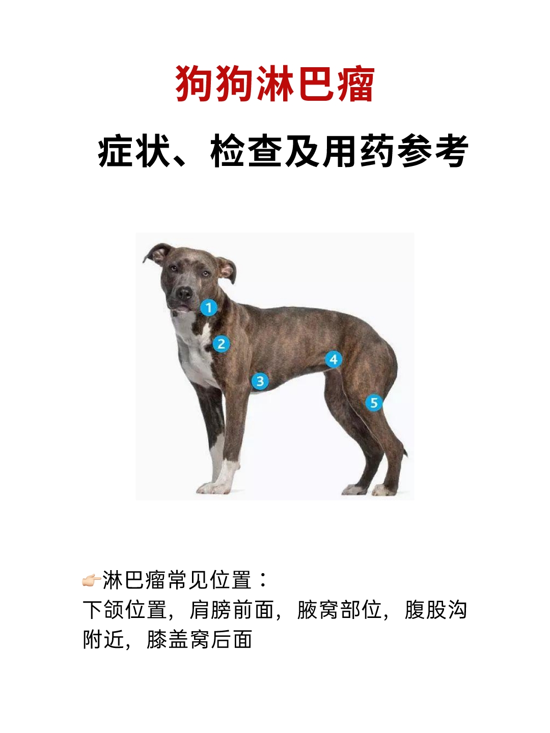 包 犬淋巴外渗狗狗淋巴结犬肩前淋巴结检查部位