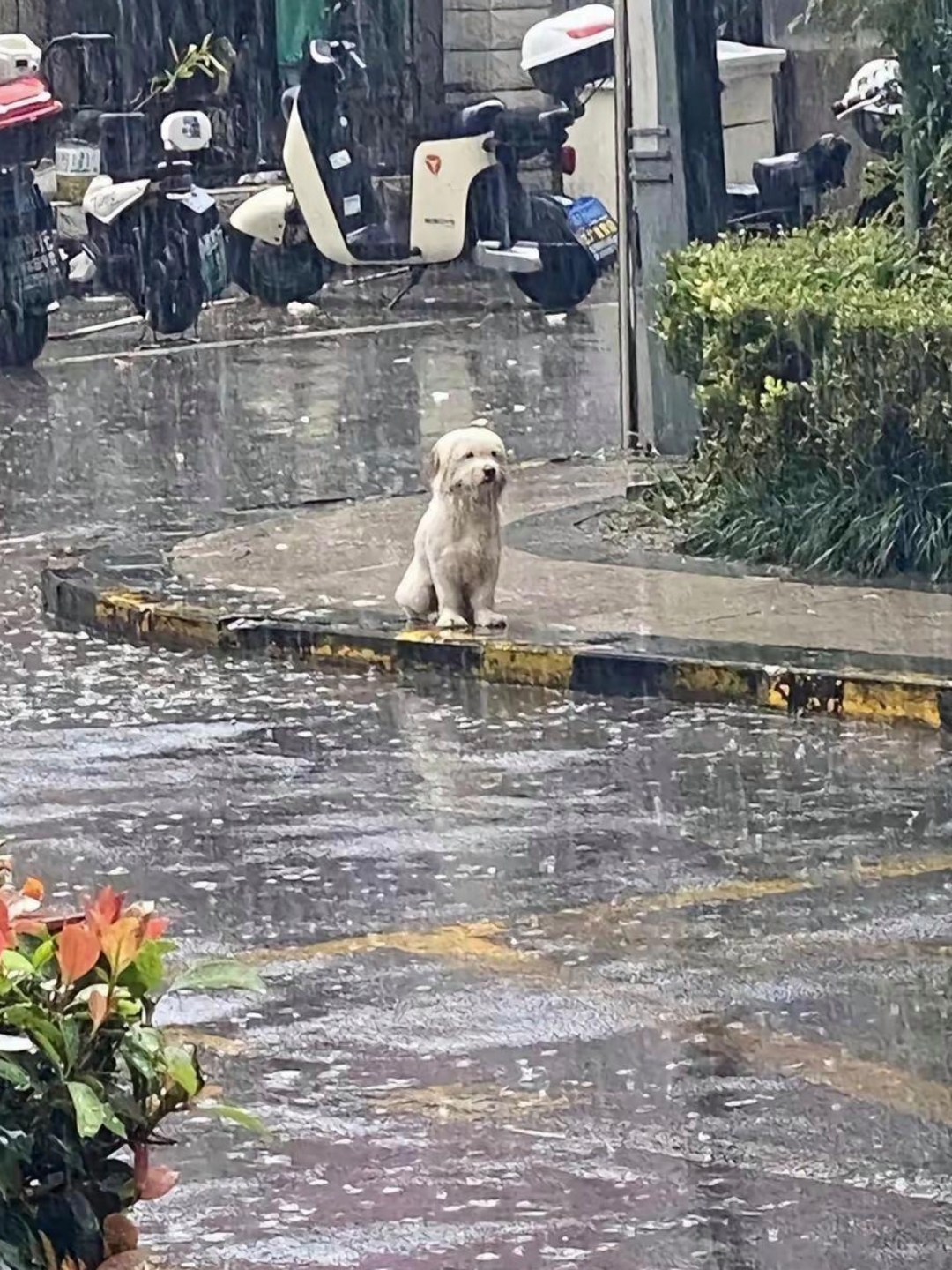 就在我想找地方躲雨的时候,发现路边有一只狗狗,乖乖地站在原地淋雨