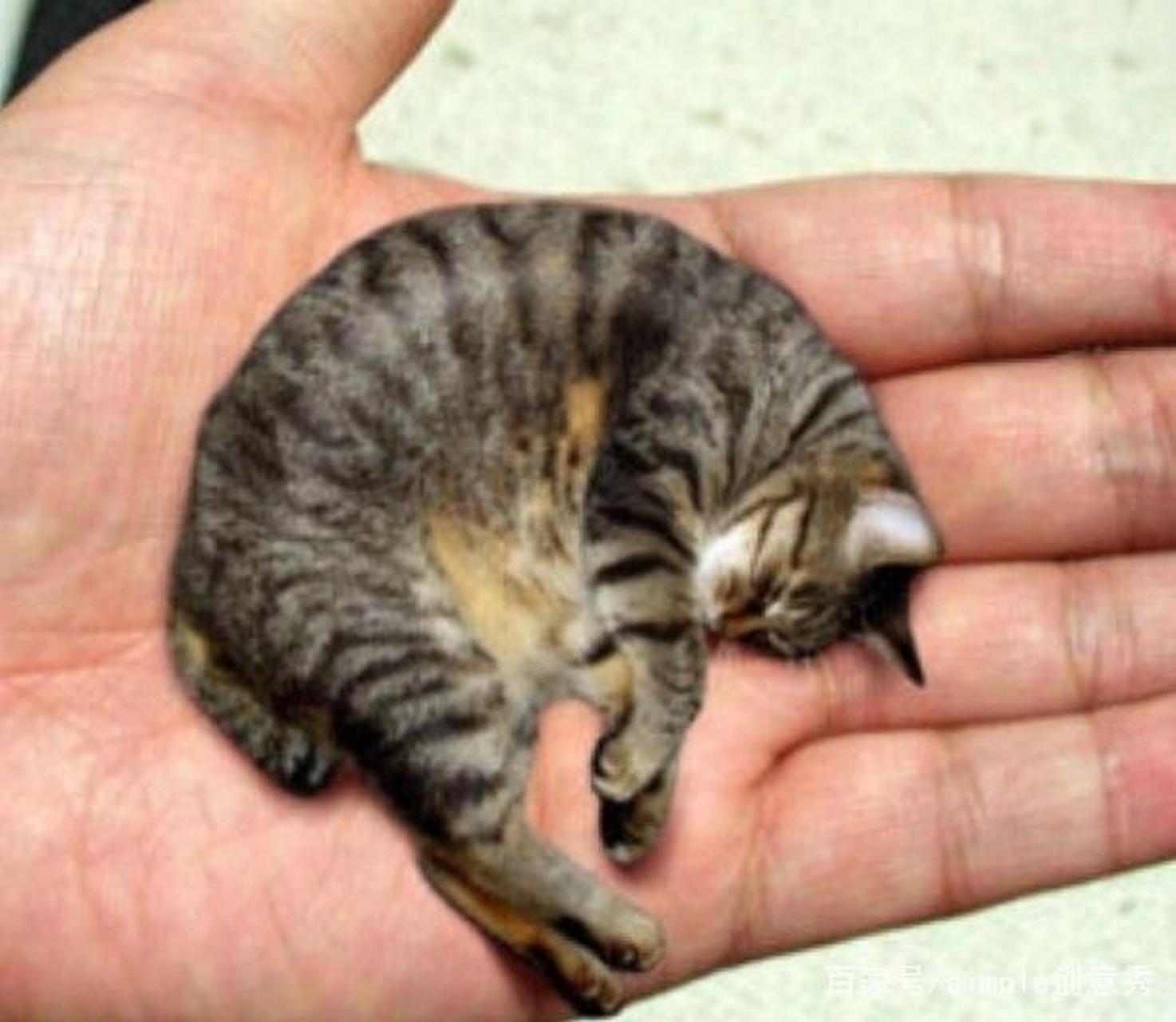 皮堡斯小猫真实图片图片
