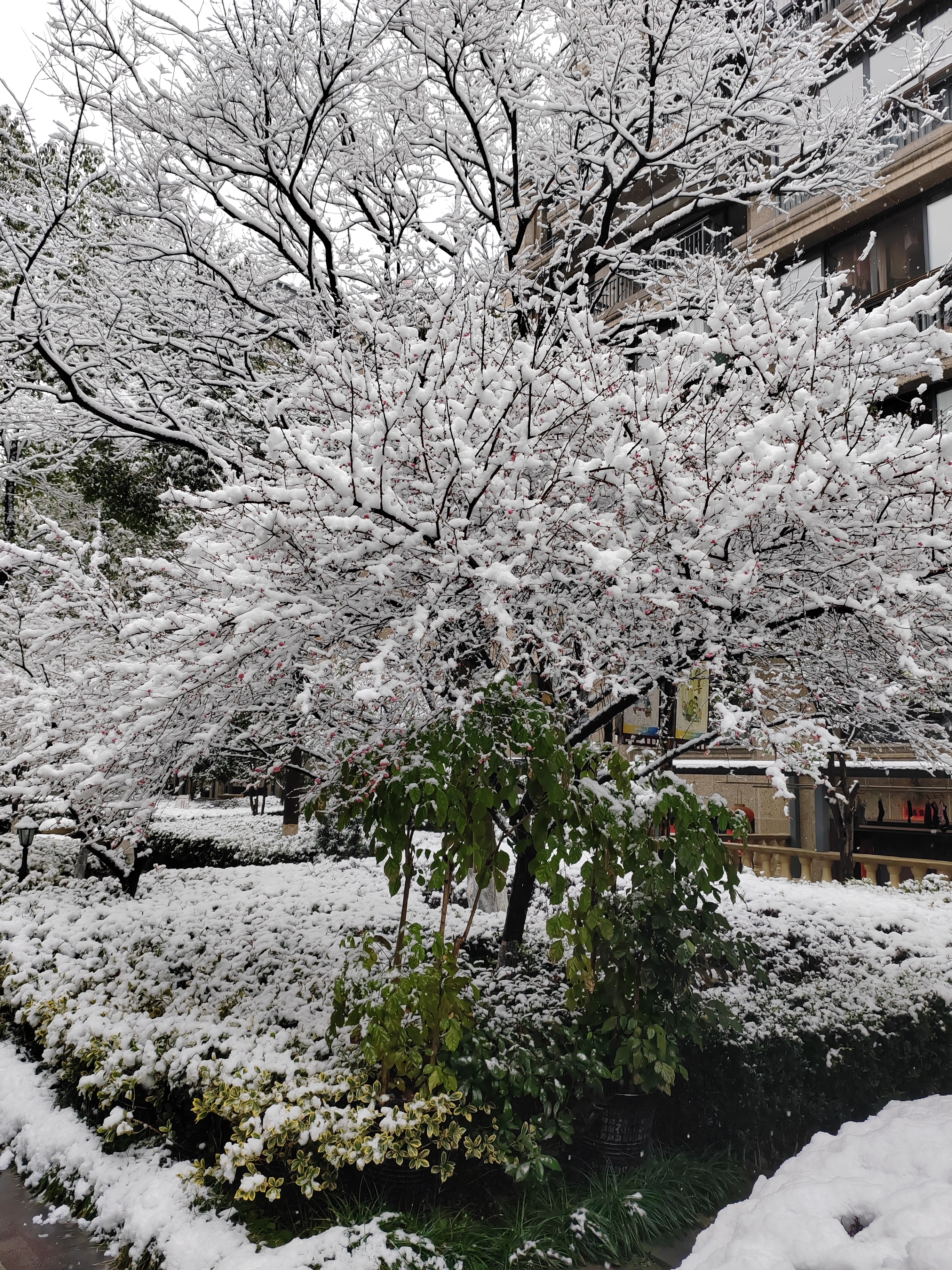 树上的雪融化了图片