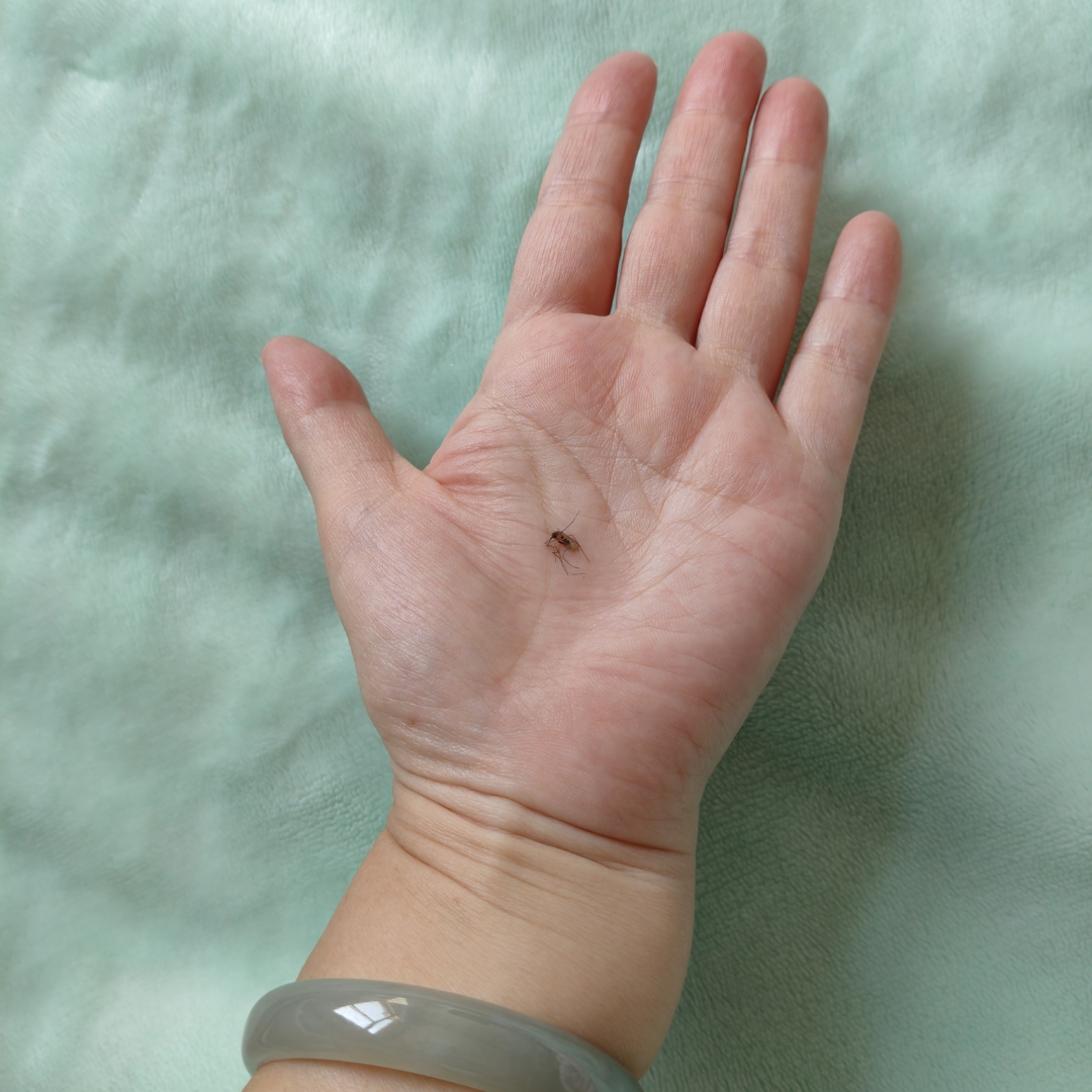 蚊子为什么自己会掉下来为什么在线 蚊子为什么自己会掉下来为什么在线