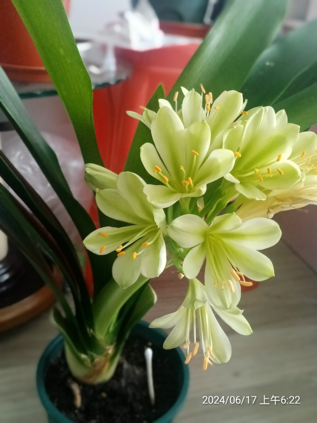 有一棵绿翡翠君子兰开花了,这么漂亮的花没舍得杂交,还是选择了自粉