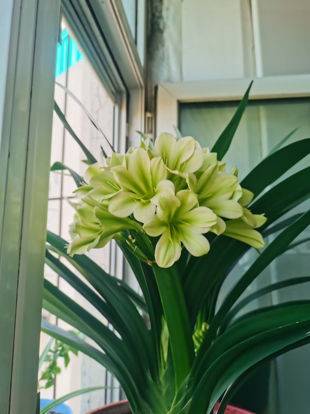 非常漂亮的绿花君子兰种兰
