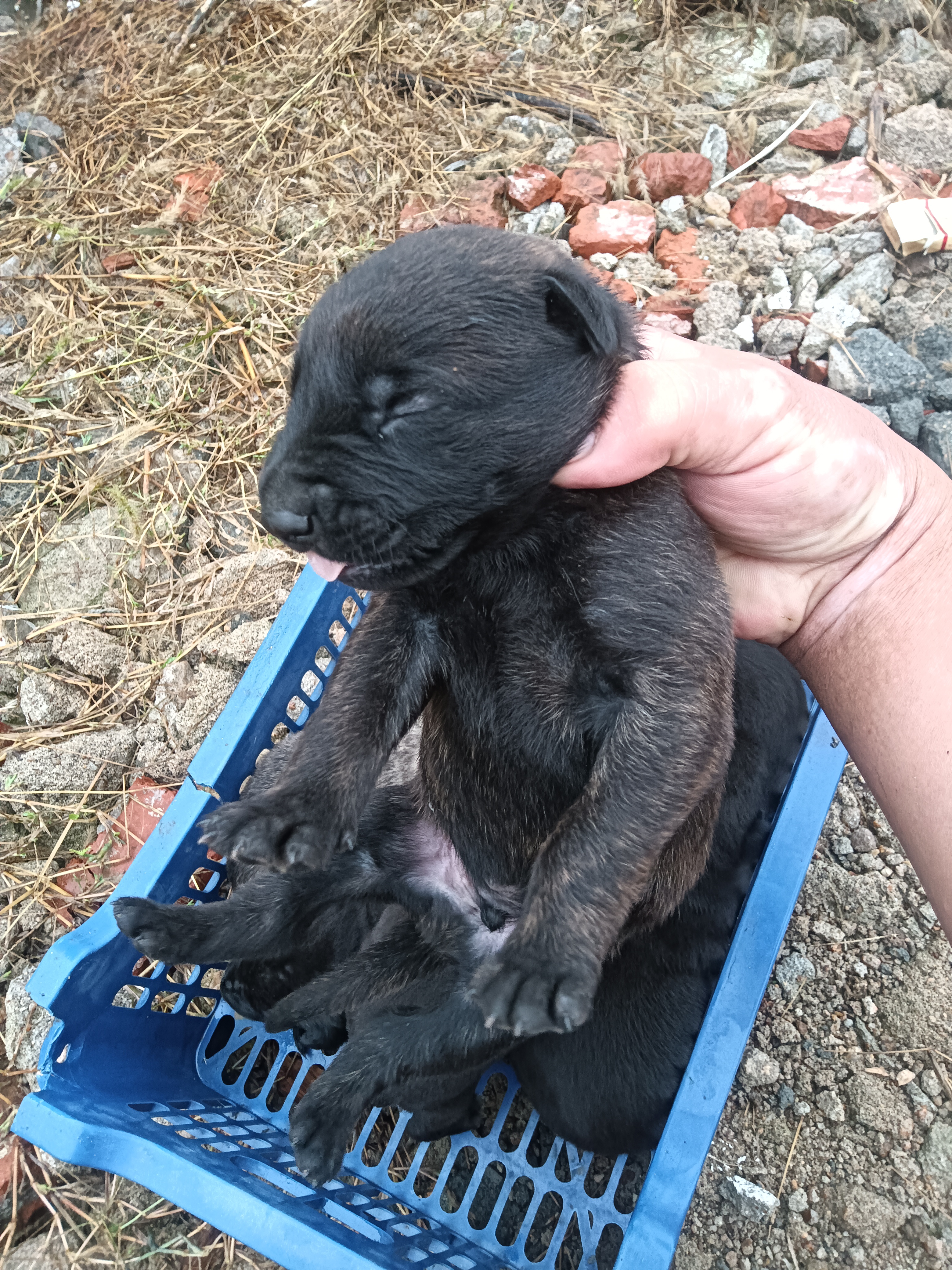 黑狼配马犬后代图片图片