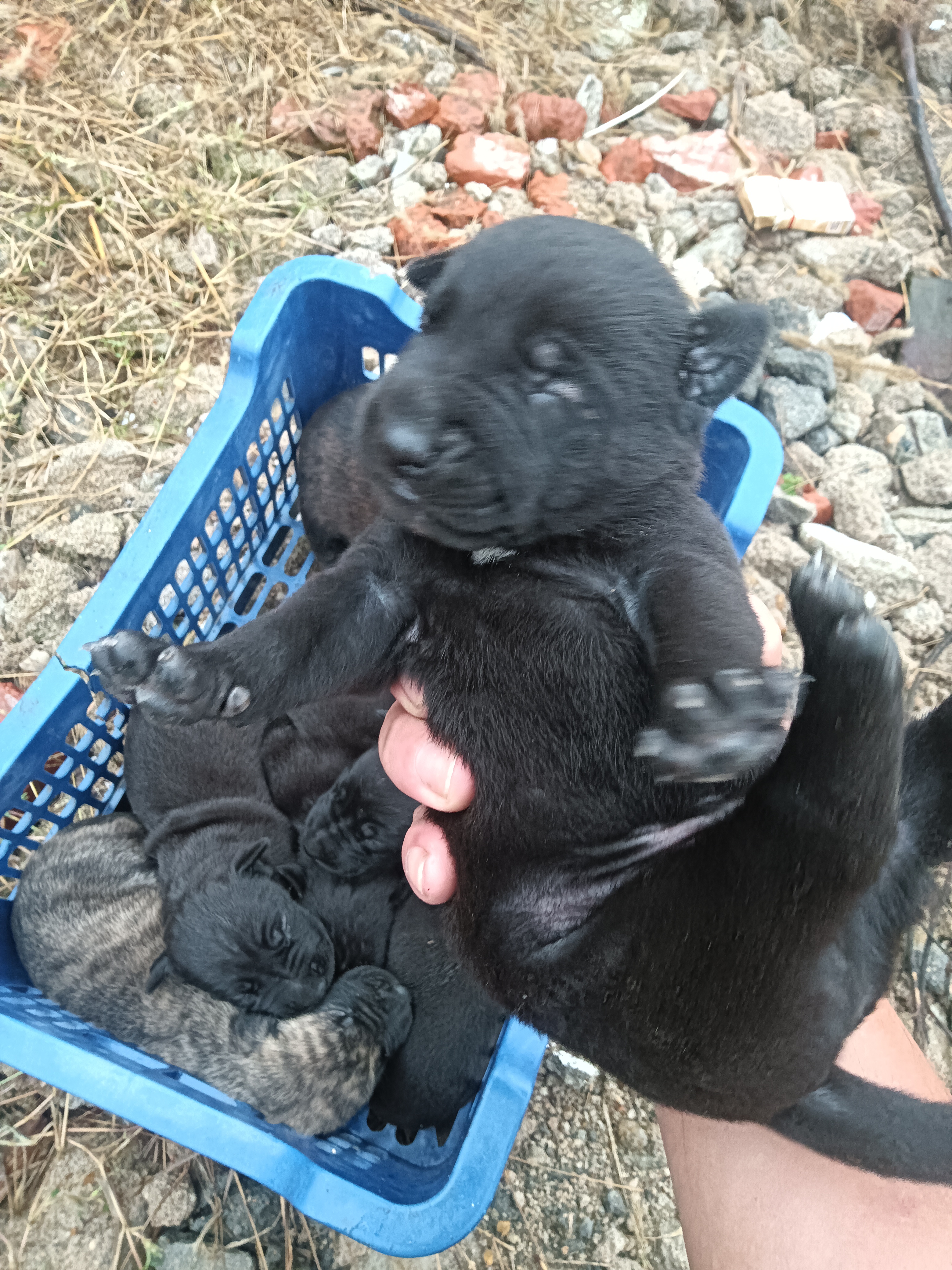 黑狼配马犬后代图片图片