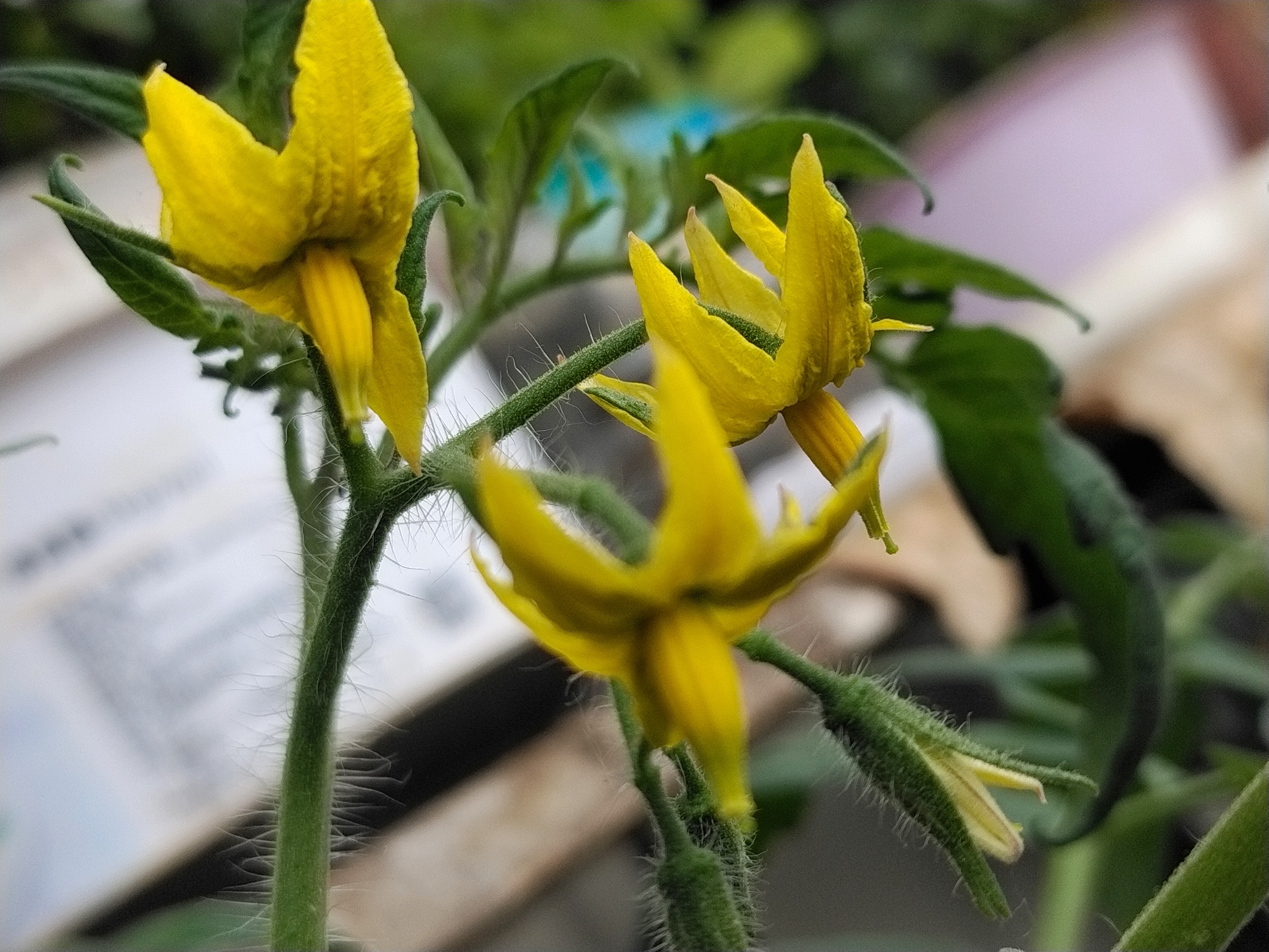 看着不起眼  但是在镜头下  展现了不一样的风姿  番茄花  铜钱草花