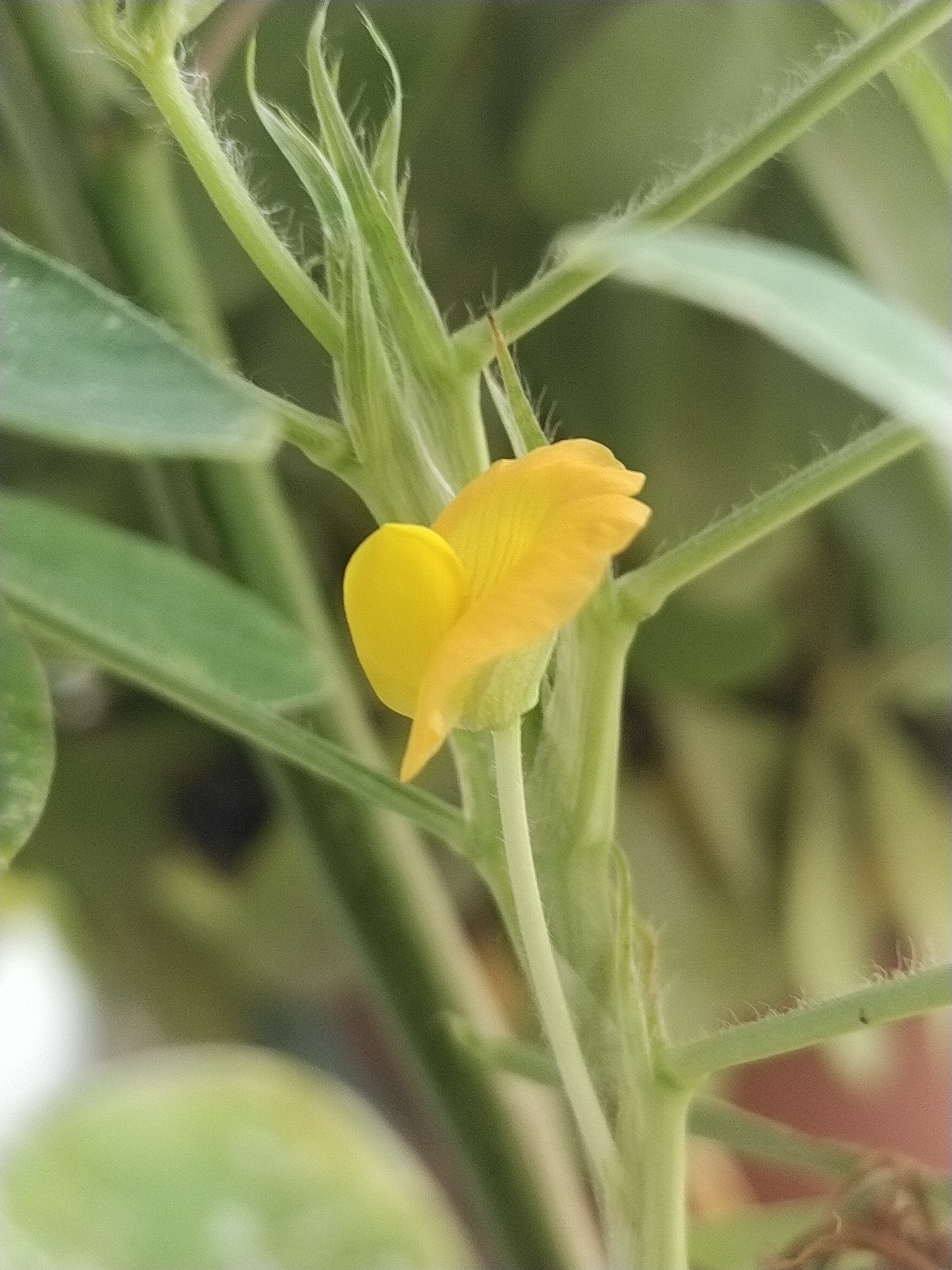 鲜花生烂了图片图片