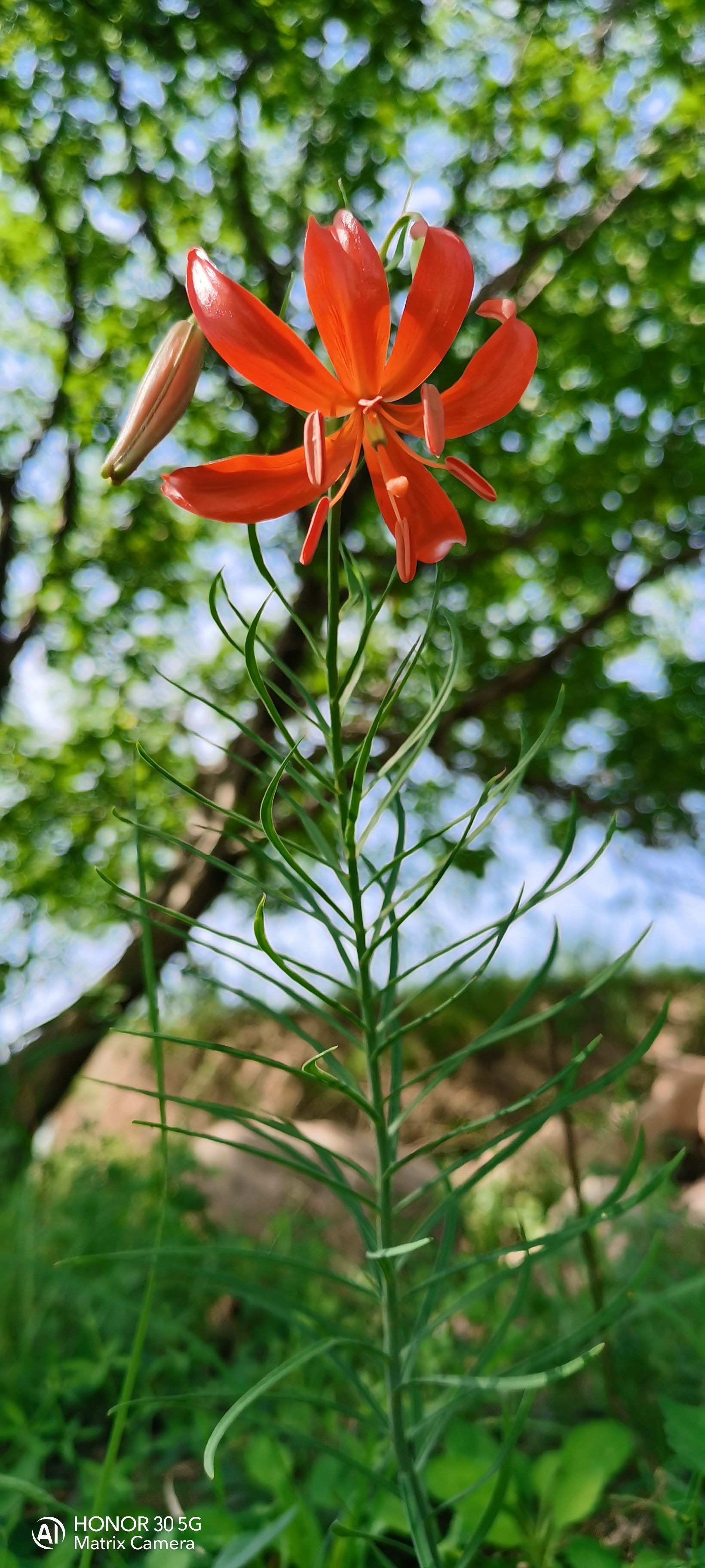 家乡最美的绿植;百合科,山丹丹花,山丹,每年这个时候就会在山间阳坡