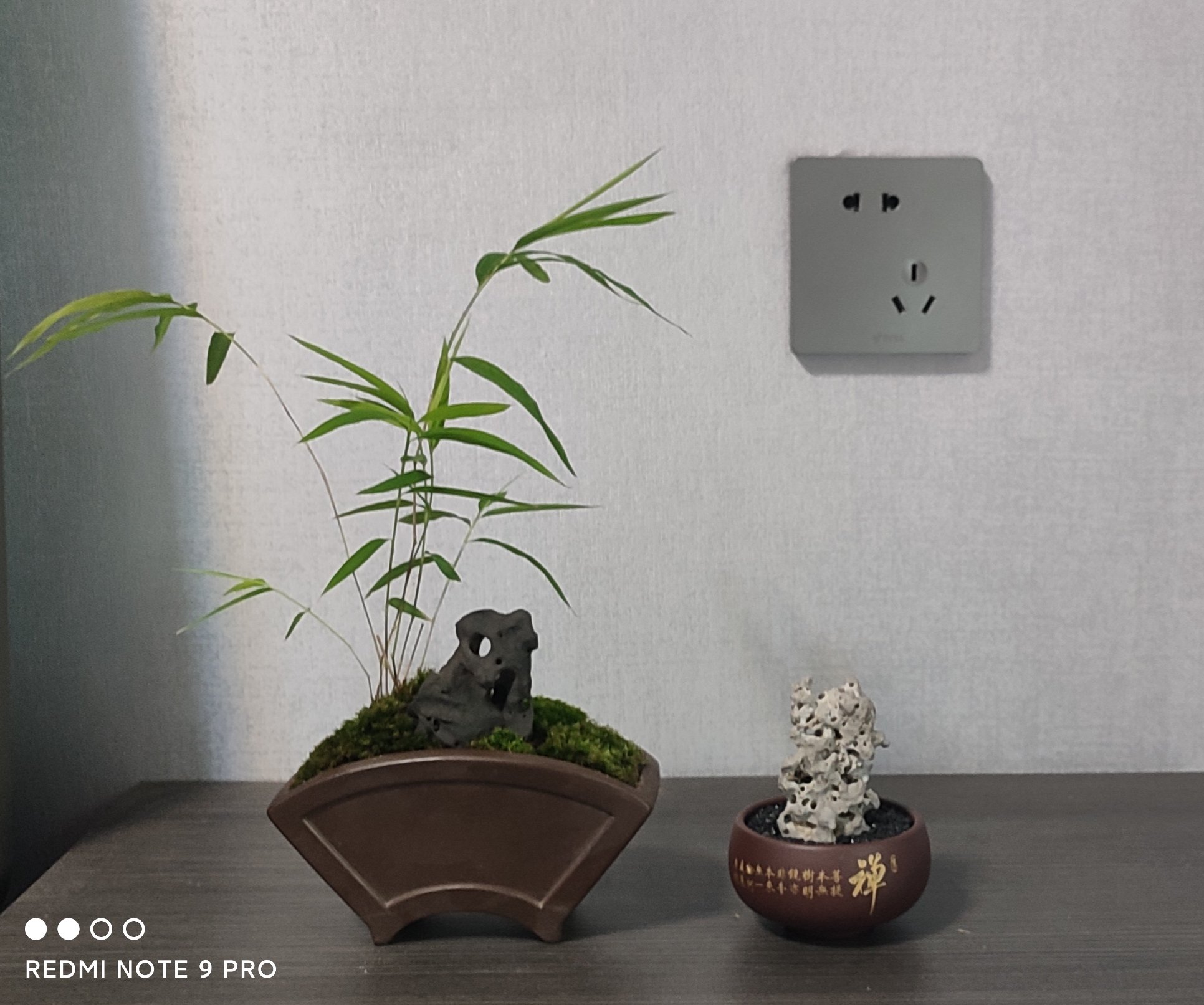 竹子搭配太湖石欣赏