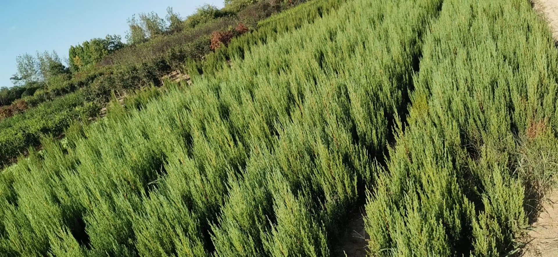 大叶黄杨球是什么植物