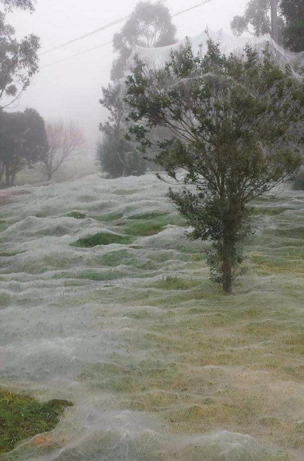 🕷️澳大利亚蜘蛛的"非凡世界"   嘿,朋友们!