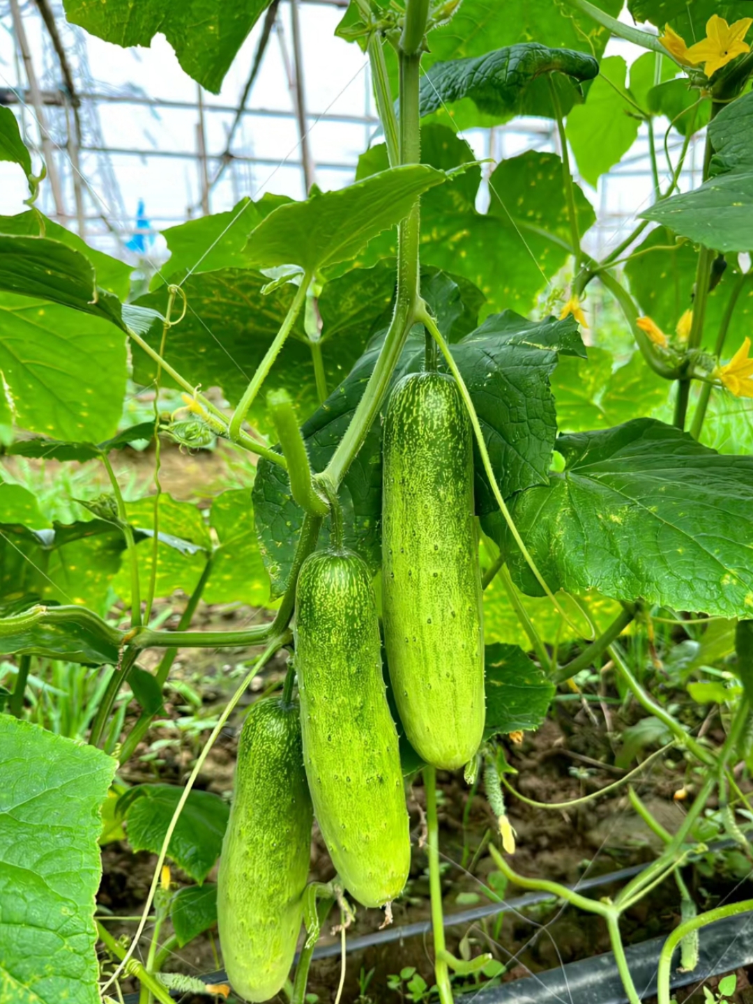 简单的快乐,就是这般清新自然～ #夏日小清新 #黄瓜的治愈时刻"大