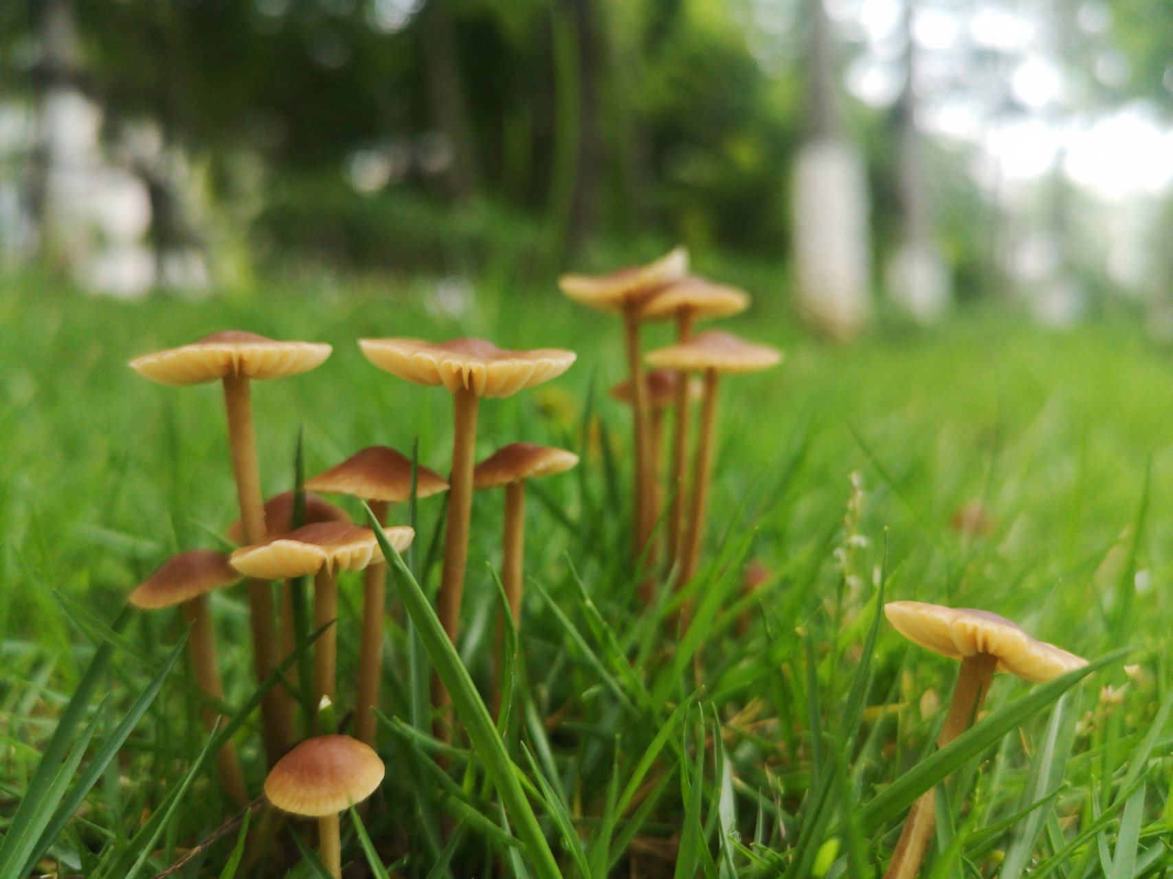 雨后,草地上冒出一簇簇小菌菇,在阳光下满眼生机勃勃!