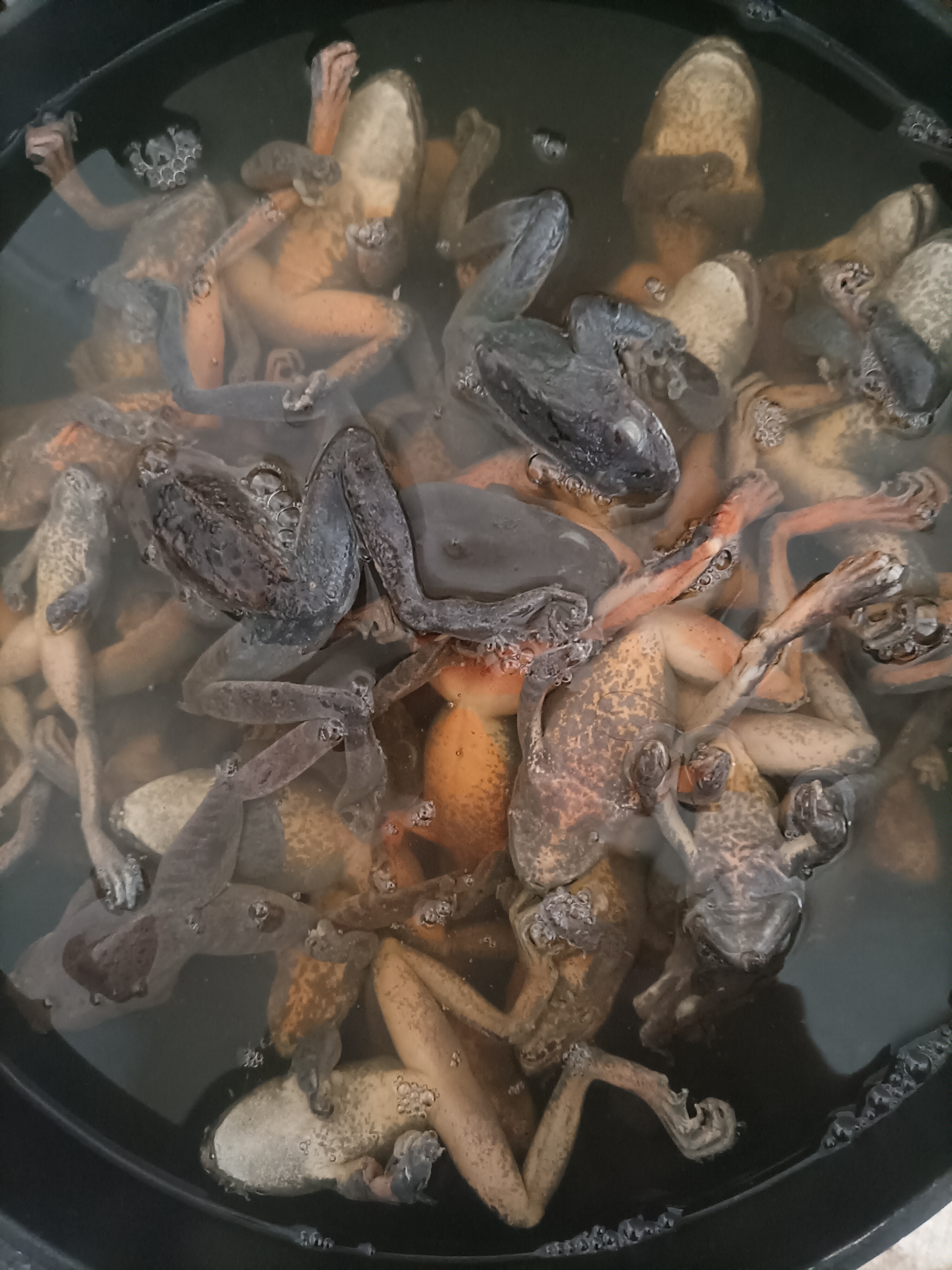 土豆炖蛤蟆,胆小慎入#摄影爱好者联盟