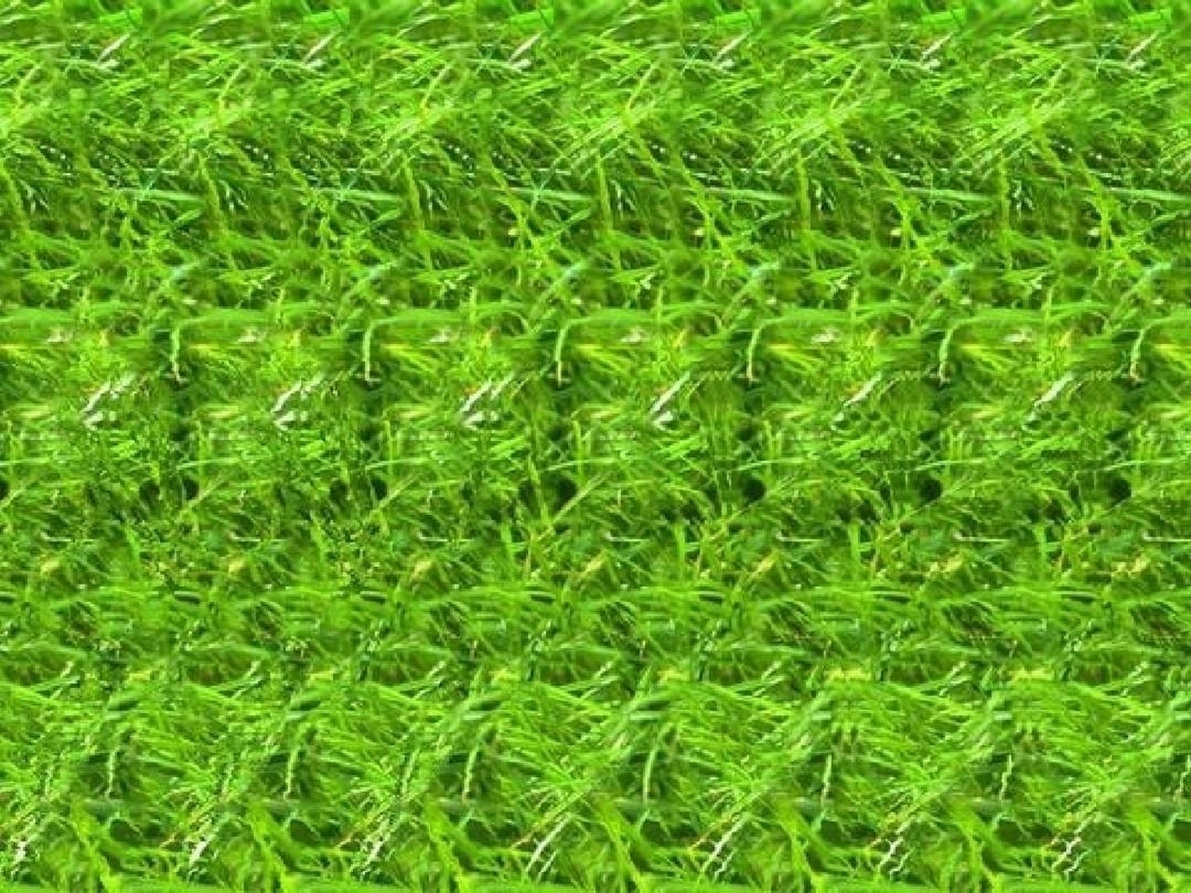 图中你能找到几只蚂蚱?#裸眼3d大屏