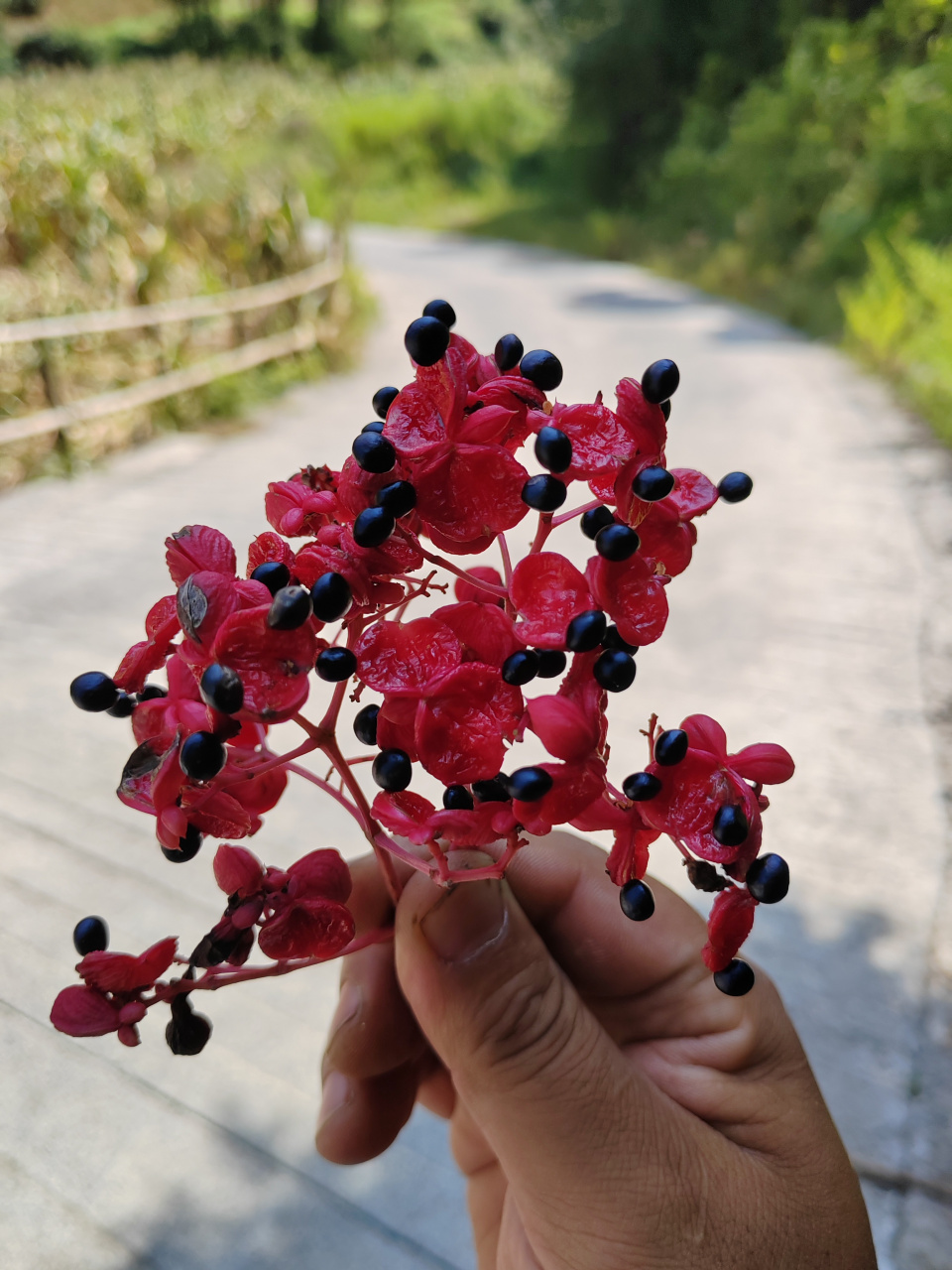鸡肾果,酒药花,鸡眼睛,野芽椿,你认识吗?知道用途吗?#原神