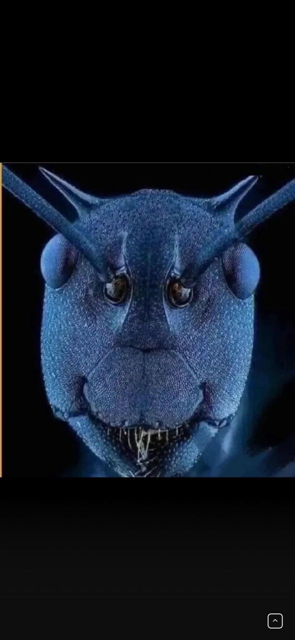 这是电子显微镜下蚂蚁的脸,有没有什么想说的?
