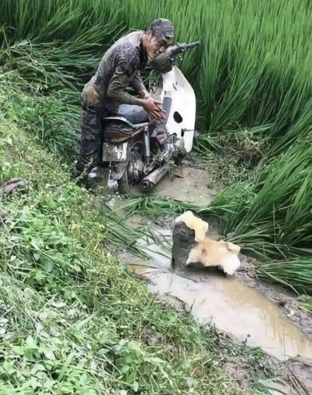 落水狗图片落汤鸡图片