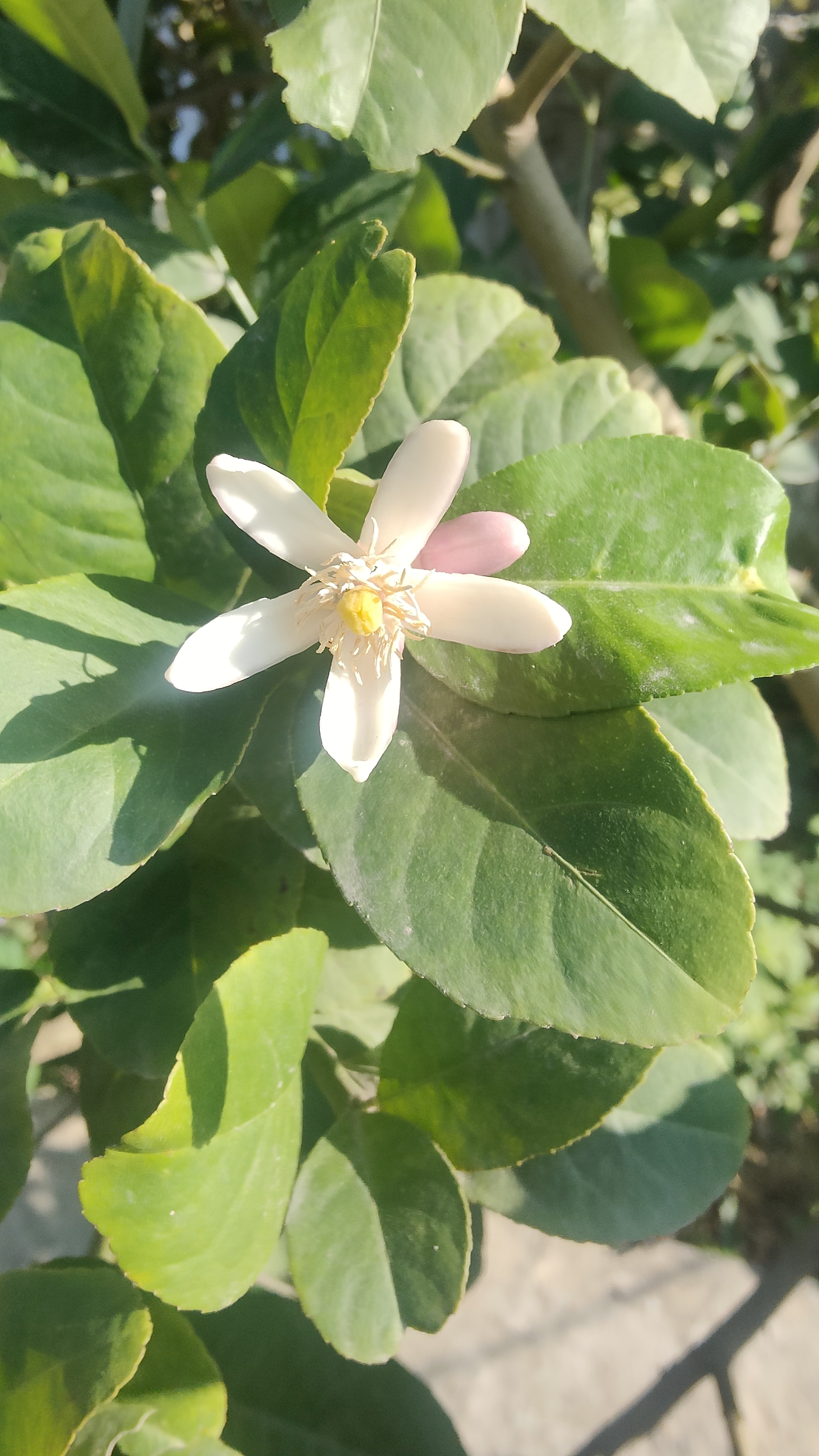 柠檬花图片大全大图图片