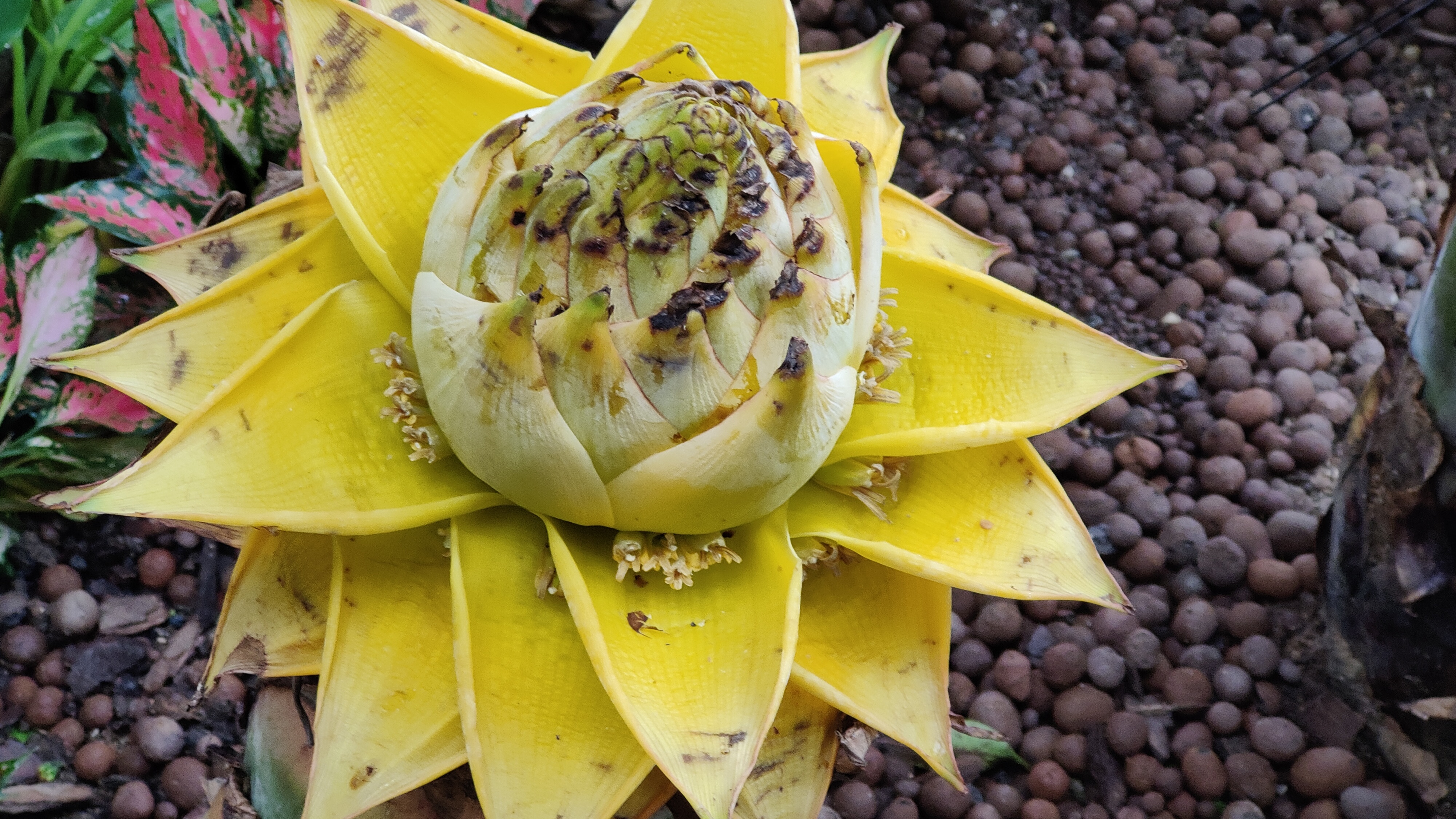地涌金莲.佛教圣花之一,中国特有花卉,原产于云南,不过挺难养的.