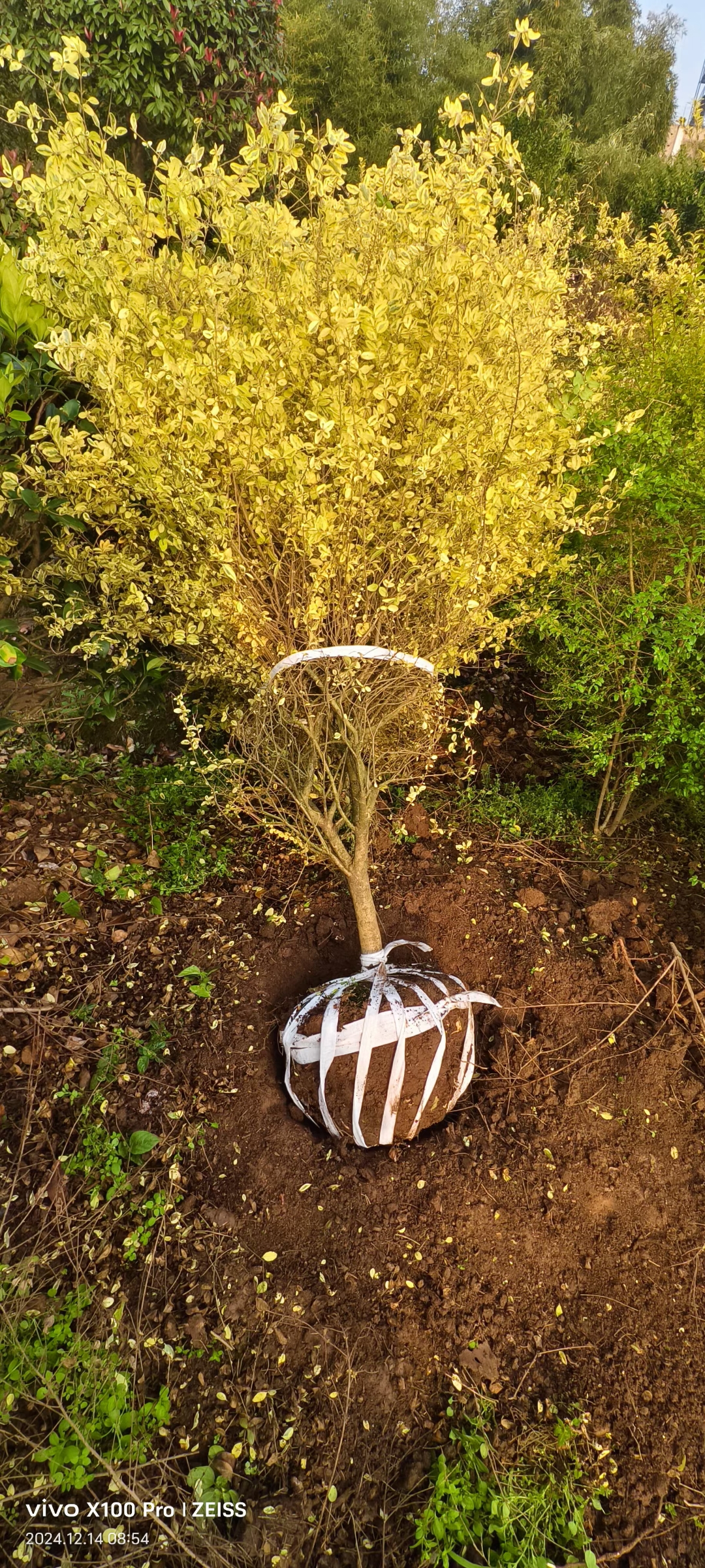 金姬小蜡在园林景观中的应用也超级广泛哦!