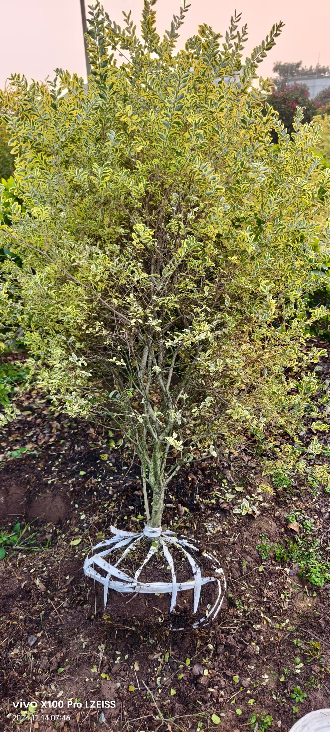 金姬小蜡在园林景观中的应用也超级广泛哦!