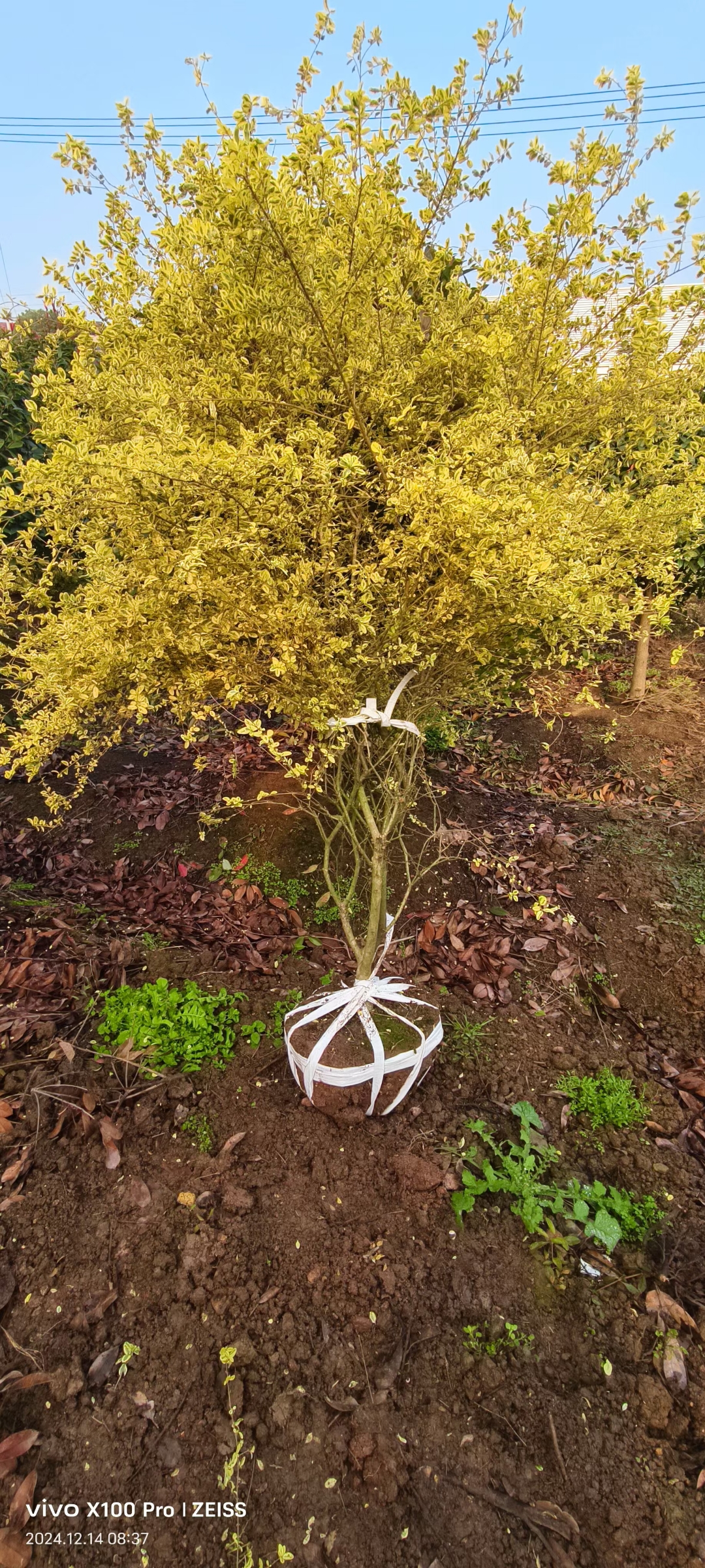 金姬小蜡在园林景观中的应用也超级广泛哦!