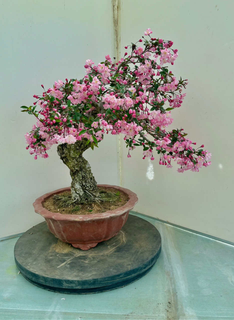 一盆老桩垂丝海棠#盆景