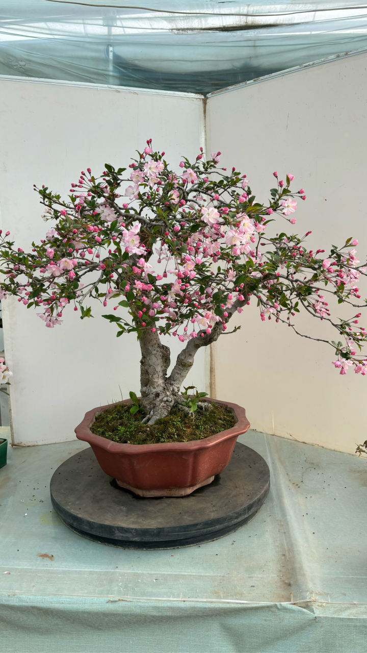 垂丝海棠 海棠四大品之一  开花结果#盆景